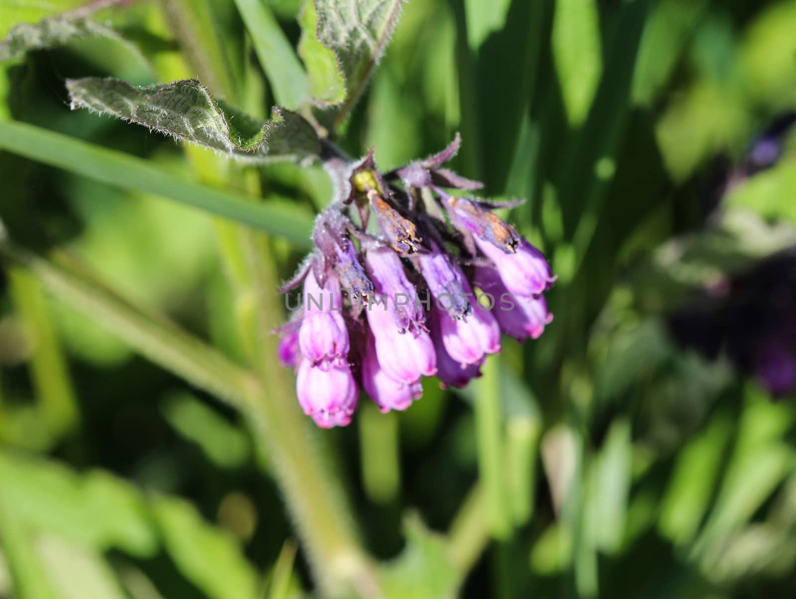 close up of wild common comfrey or true comfrey (Symphytum officinale) flower during spring