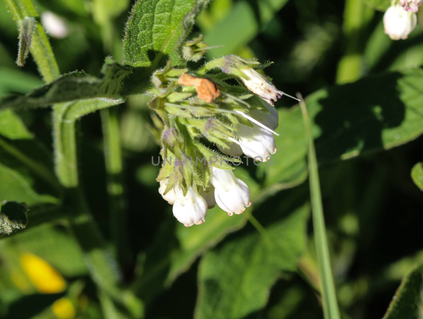 close up of wild common comfrey or true comfrey (Symphytum officinale) flower during spring