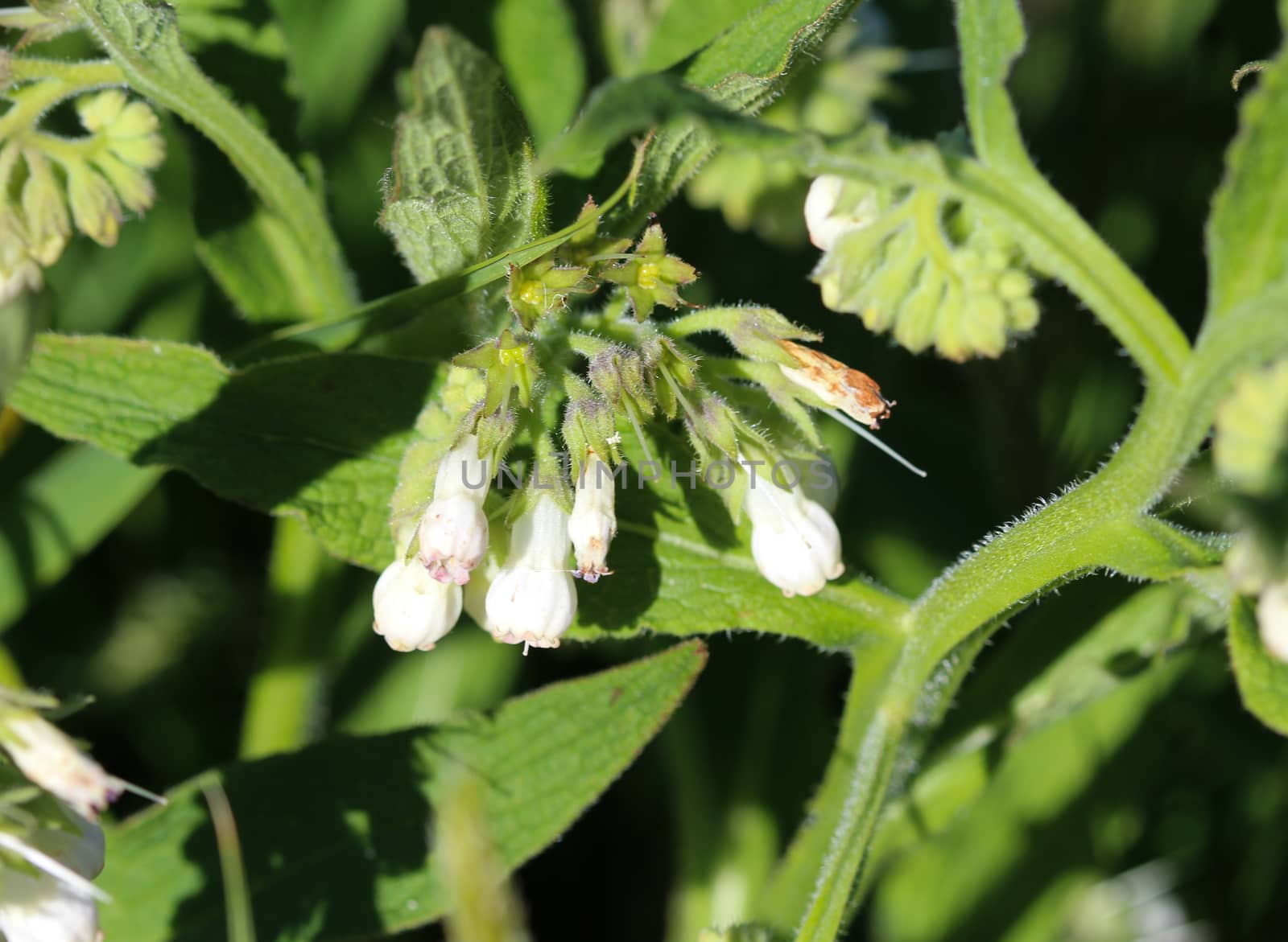 close up of wild common comfrey or true comfrey (Symphytum officinale) flower during spring
