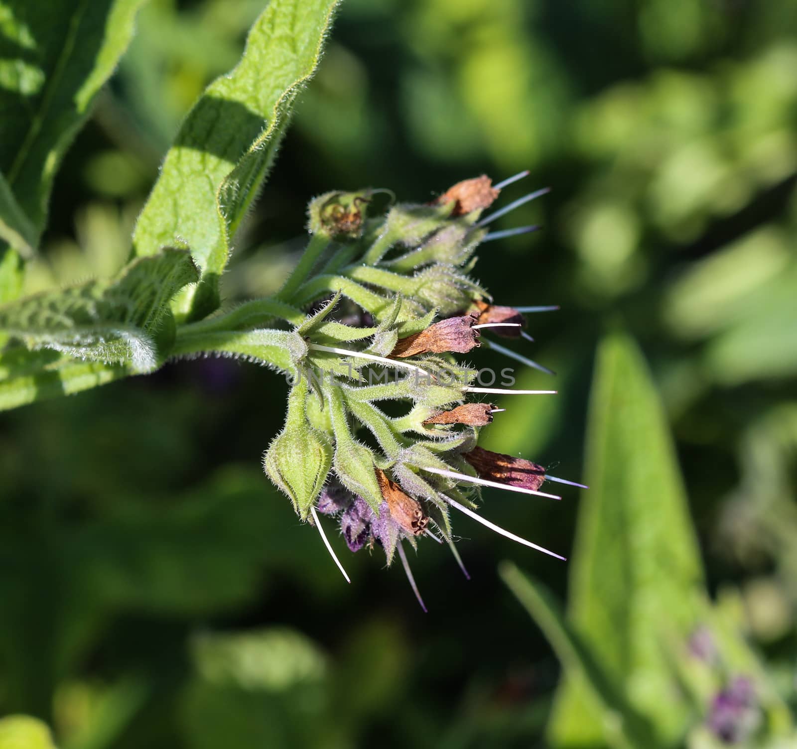 close up of wild common comfrey or true comfrey (Symphytum officinale) flower during spring