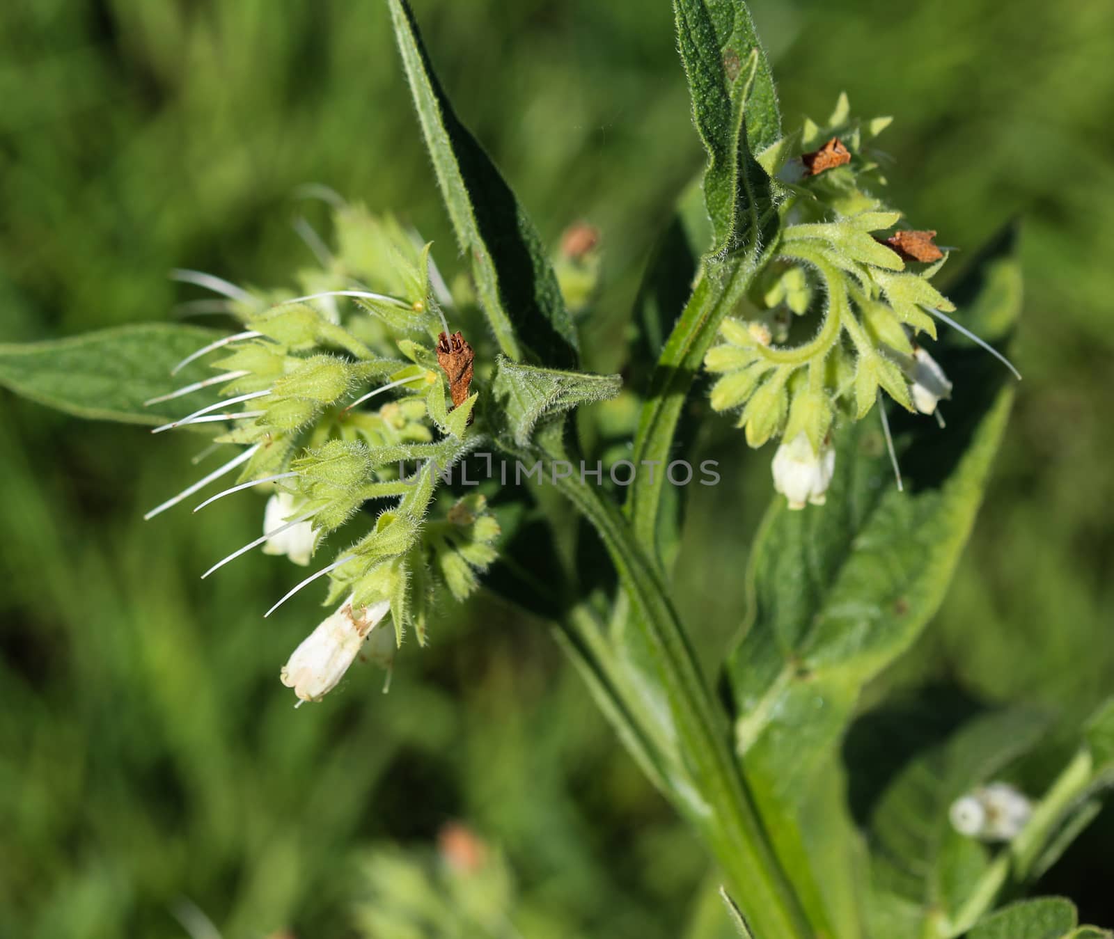 close up of wild common comfrey or true comfrey (Symphytum officinale) flower during spring