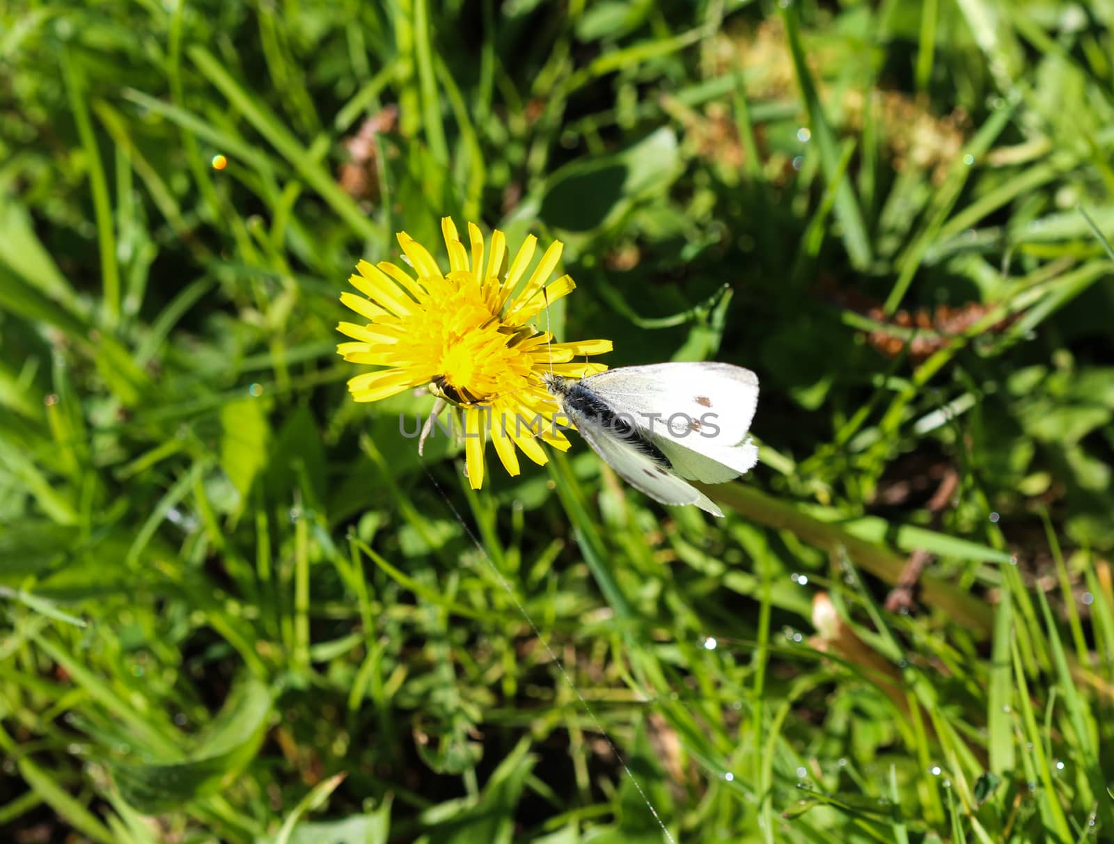 close up of small white butterfly (Pieris rapae) on dandelion