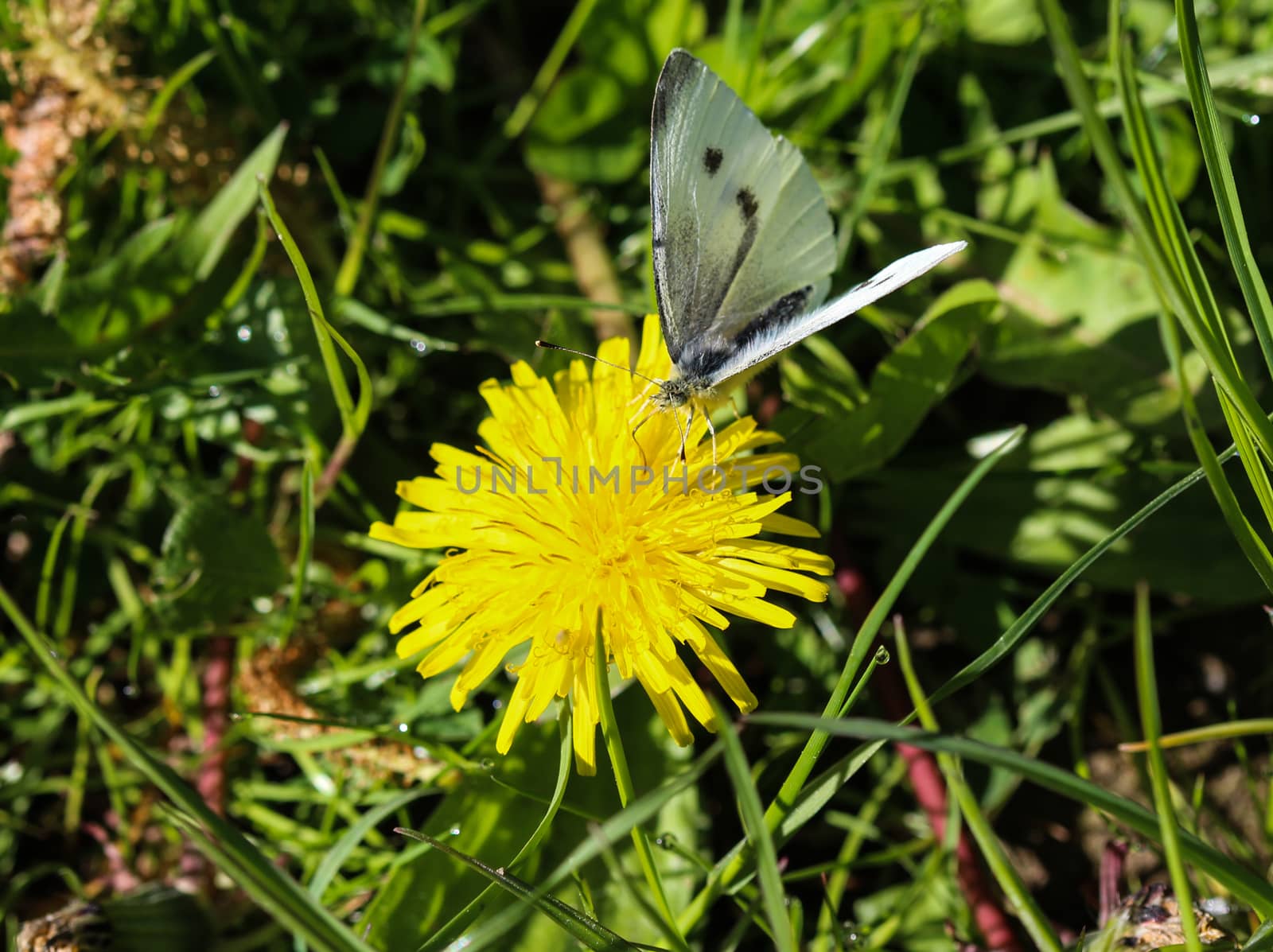 close up of small white butterfly (Pieris rapae) on dandelion