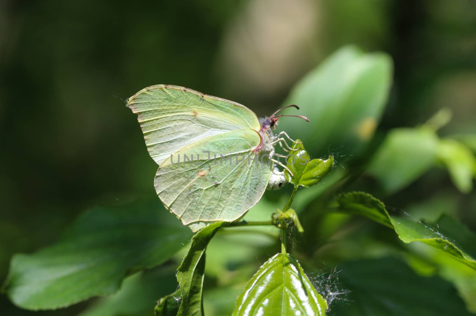 close up of small white butterfly (Pieris rapae) on dandelion