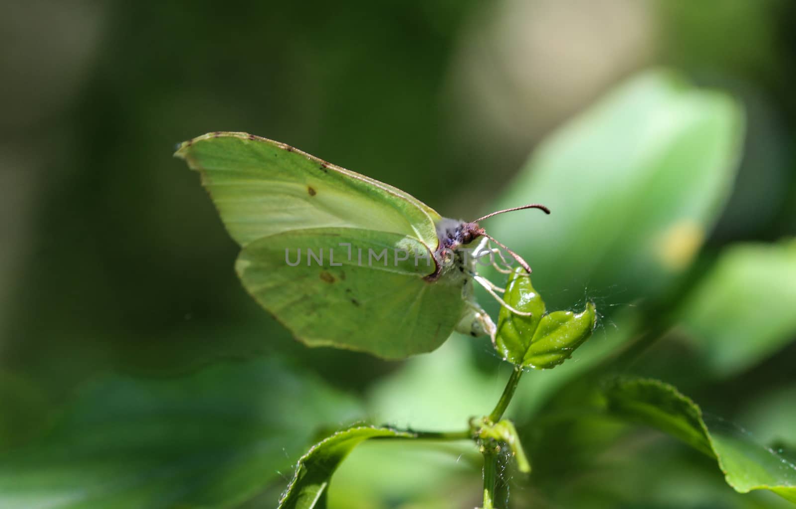 close up of small white butterfly (Pieris rapae) on dandelion