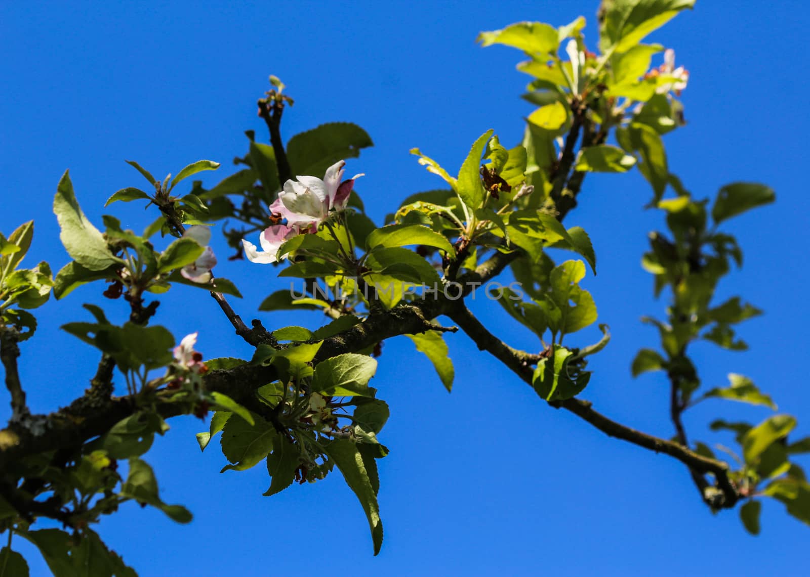 close up of European crab apple (Malus sylvestris) tree flower, blooming in spring