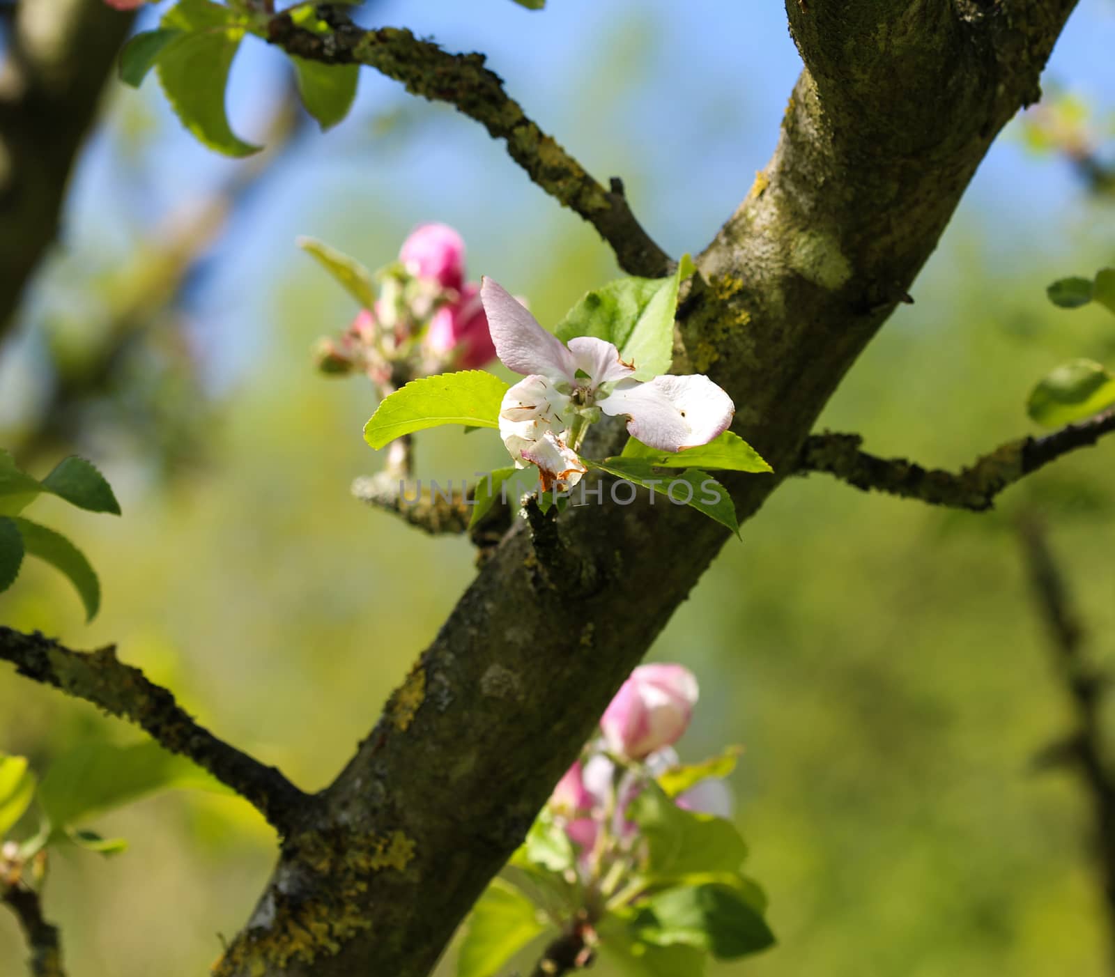 close up of European crab apple (Malus sylvestris) tree flower, blooming in spring