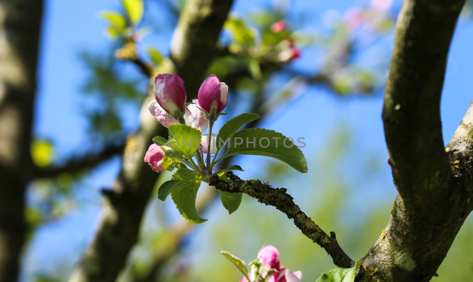 close up of European crab apple (Malus sylvestris) tree flower, blooming in spring