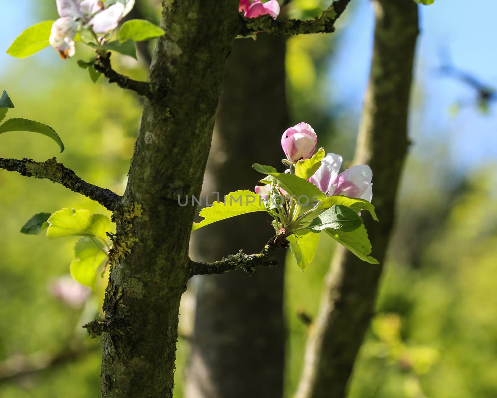 European crab apple (Malus sylvestris) tree flower, blooming in spring by michaelmeijer