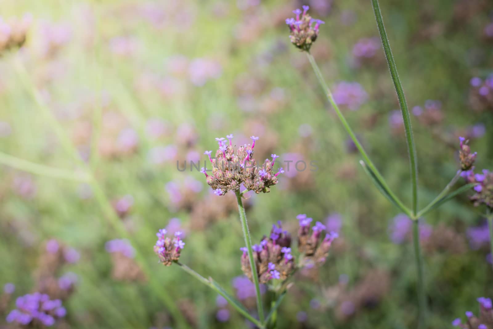 The background image of the colorful flowers, background nature