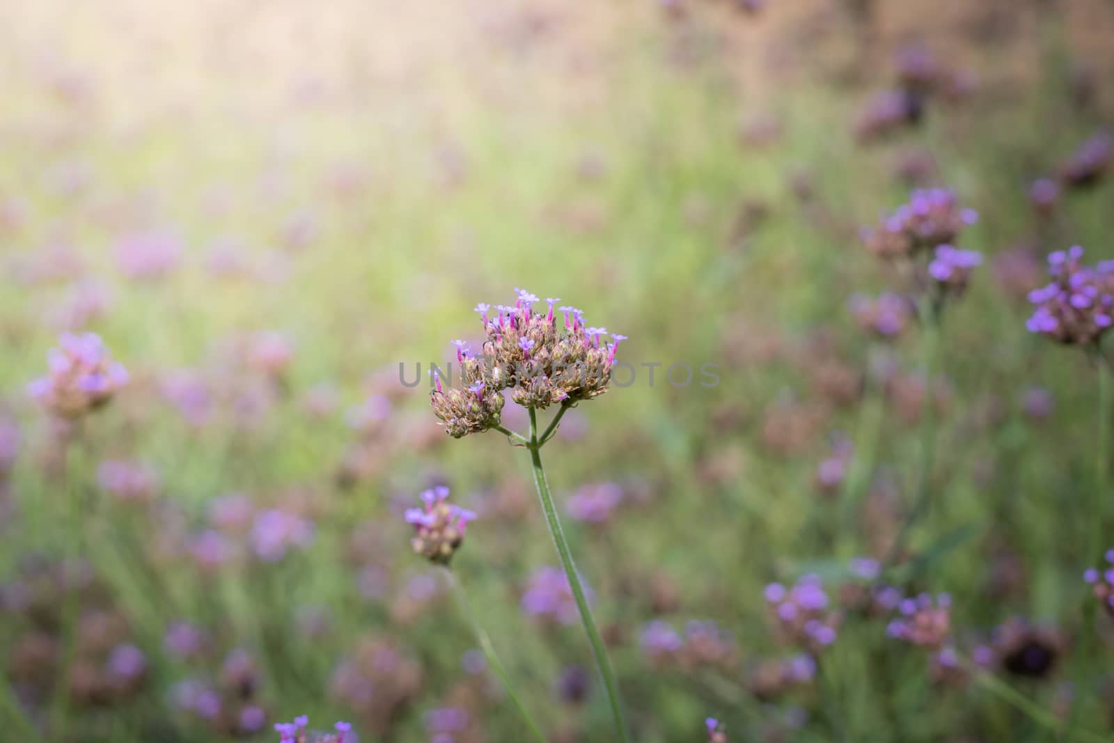 The background image of the colorful flowers, background nature