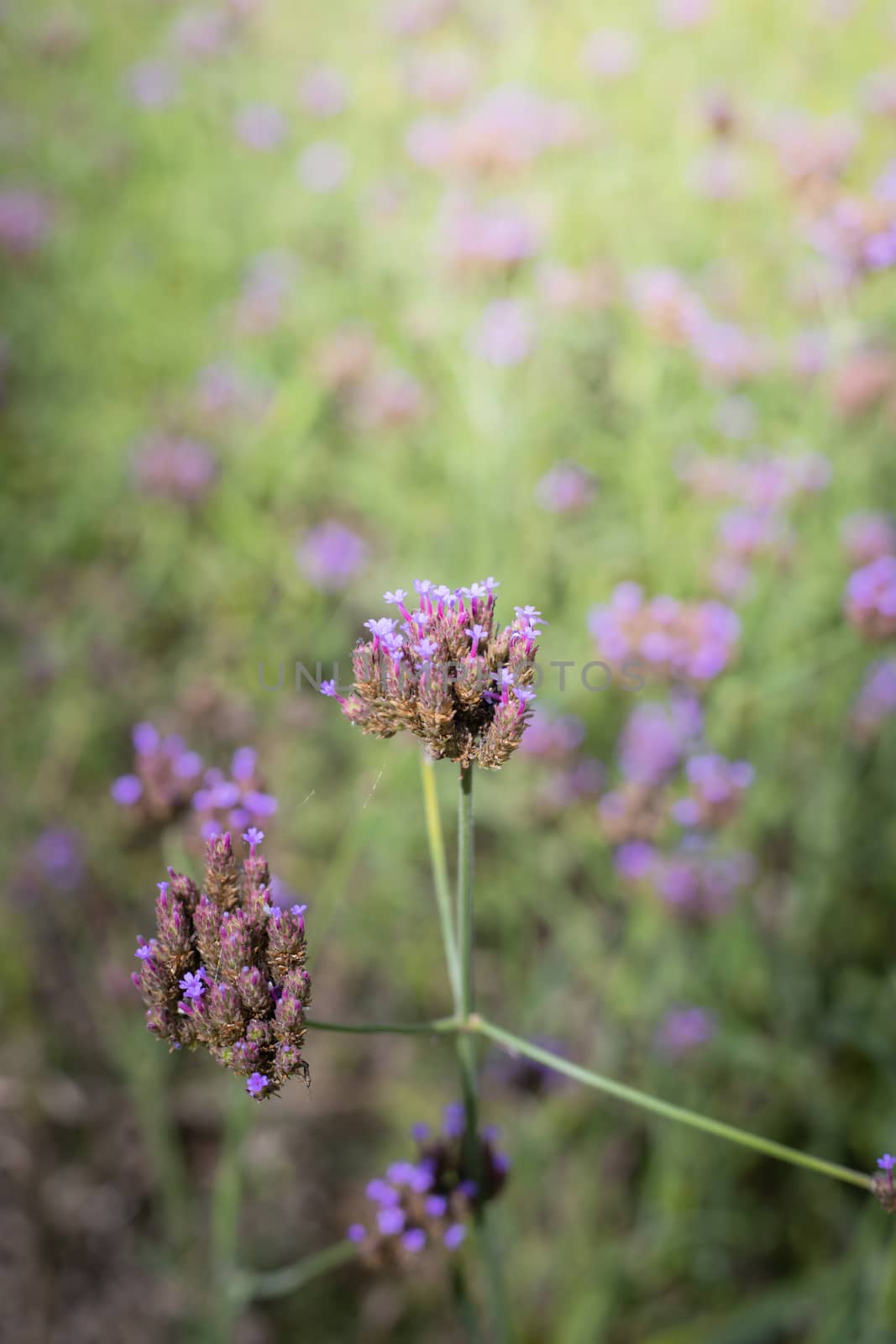 The background image of the colorful flowers, background nature