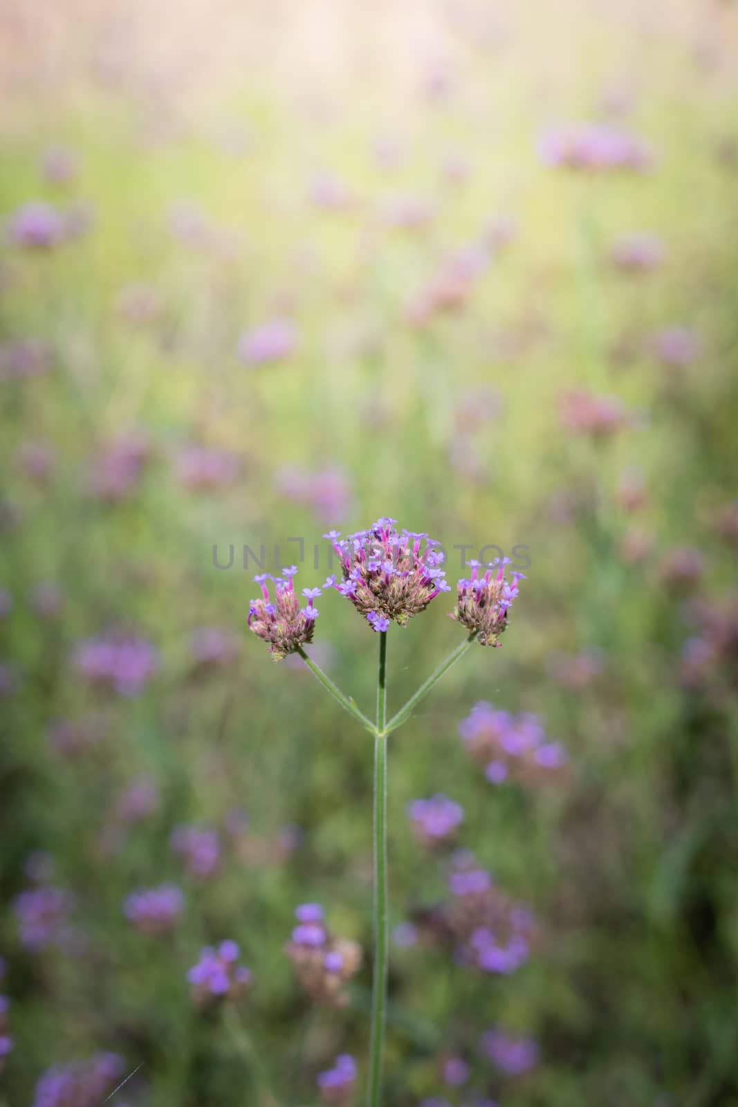 The background image of the colorful flowers, background nature