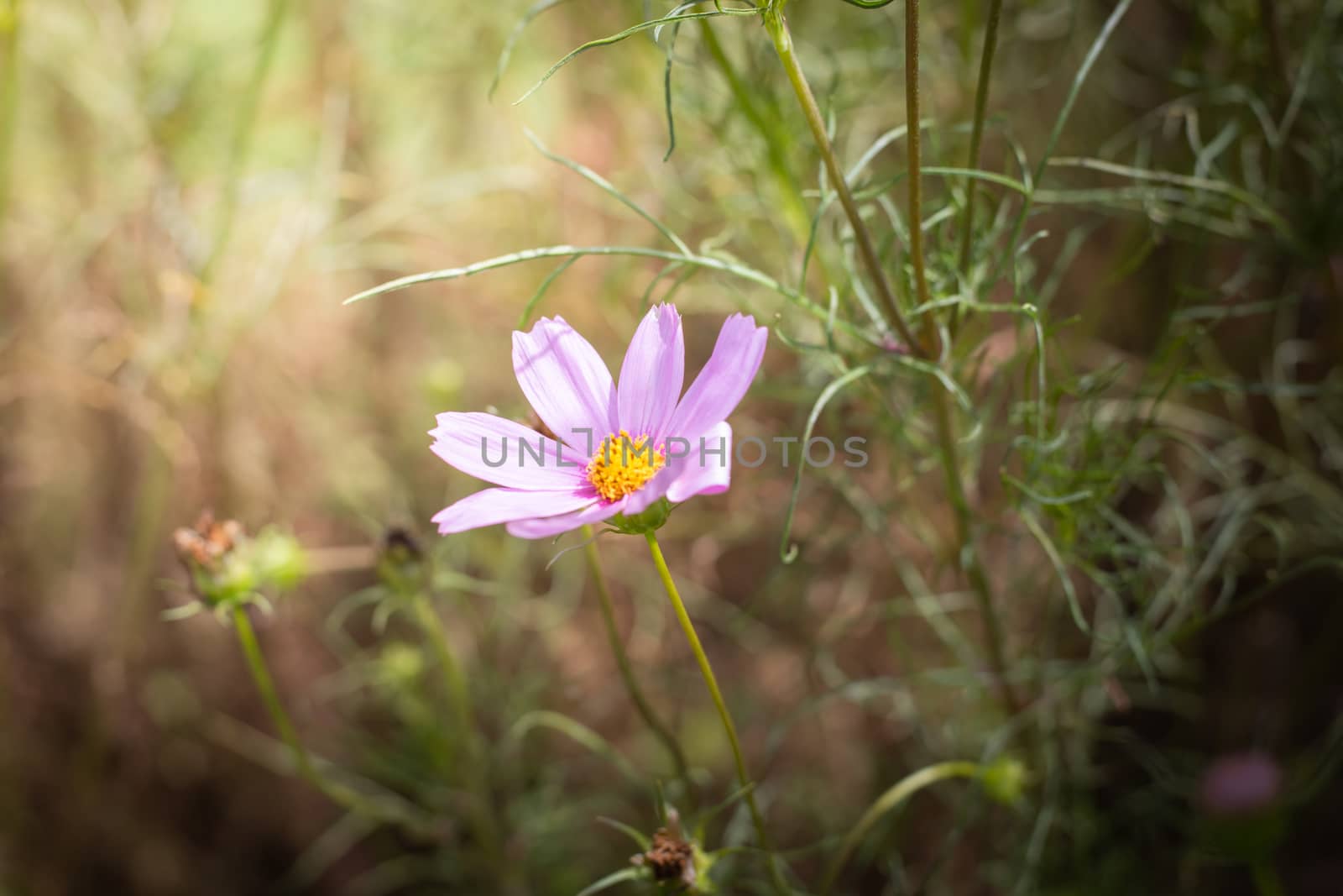 The background image of the colorful flowers, background nature