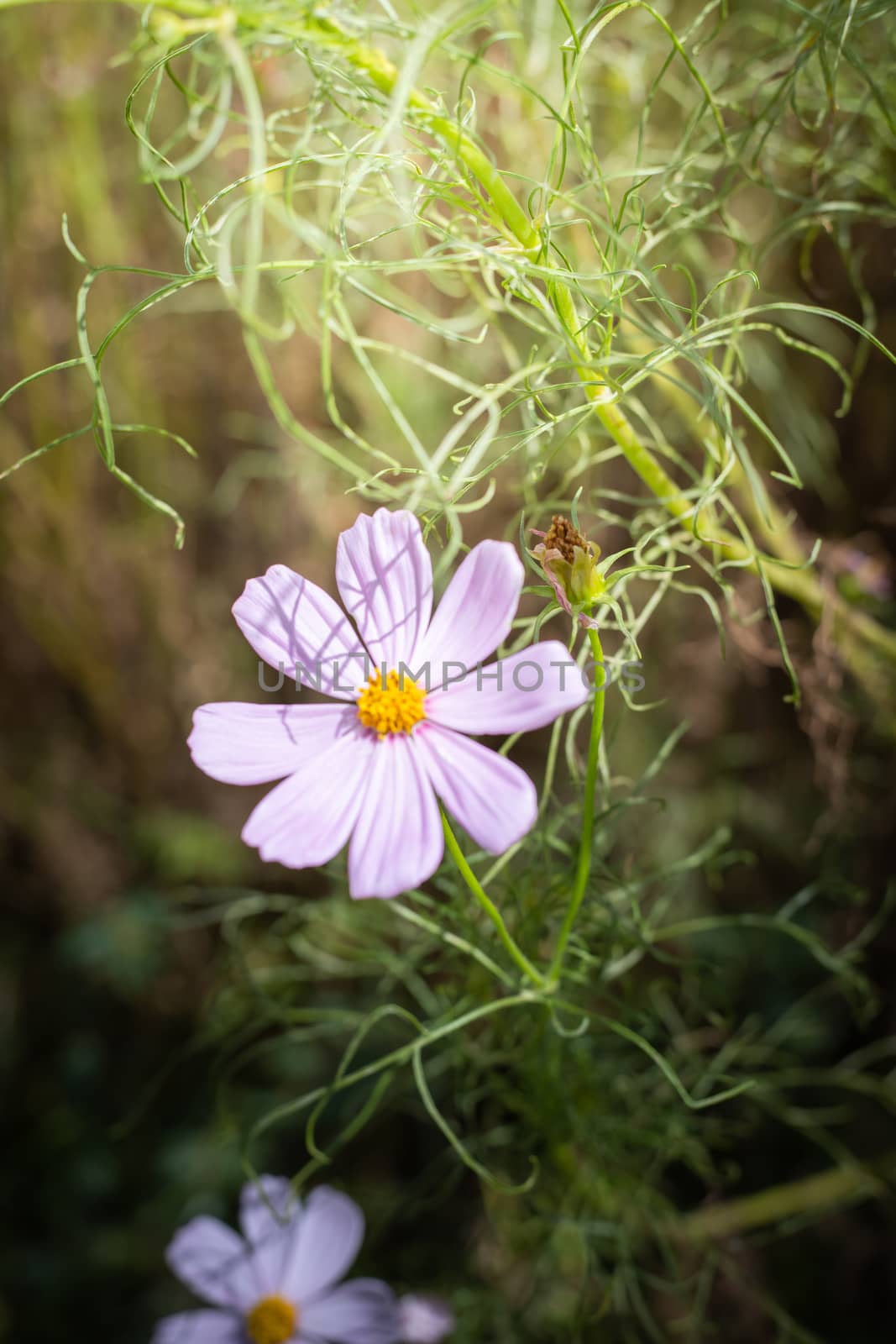 The background image of the colorful flowers, background nature