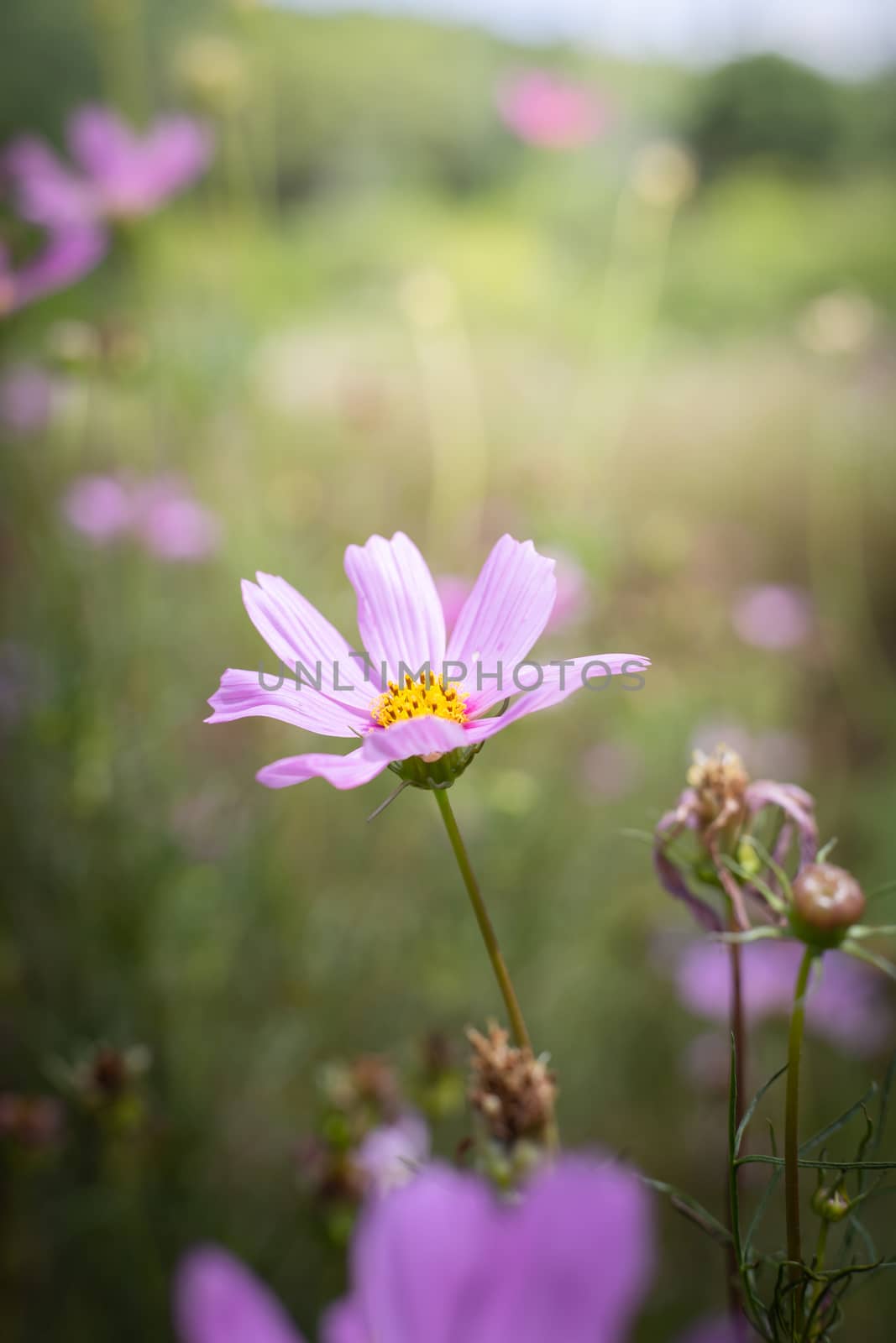 The background image of the colorful flowers, background nature