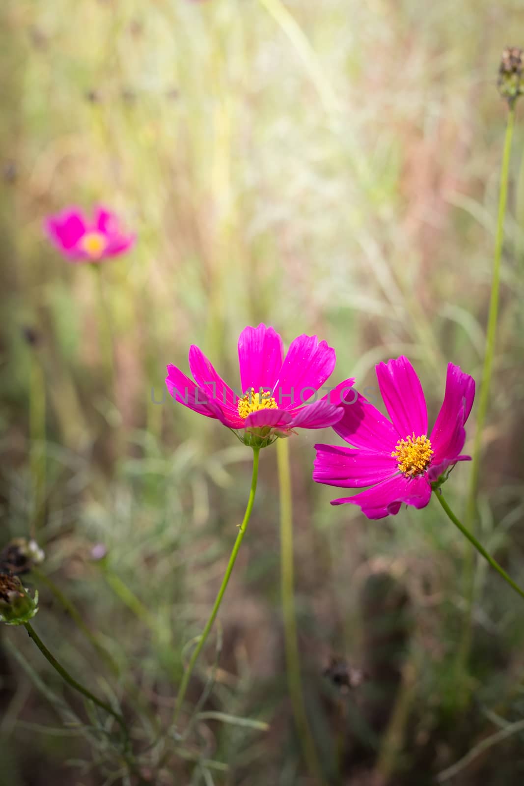 The background image of the colorful flowers, background nature