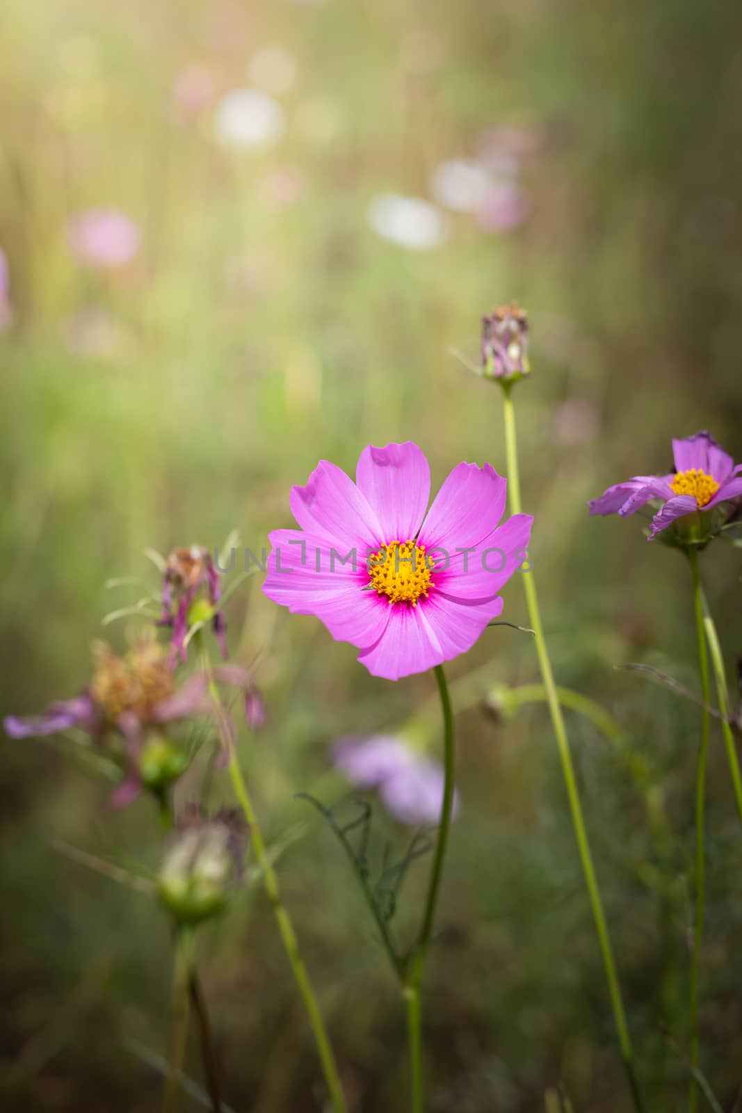 The background image of the colorful flowers, background nature