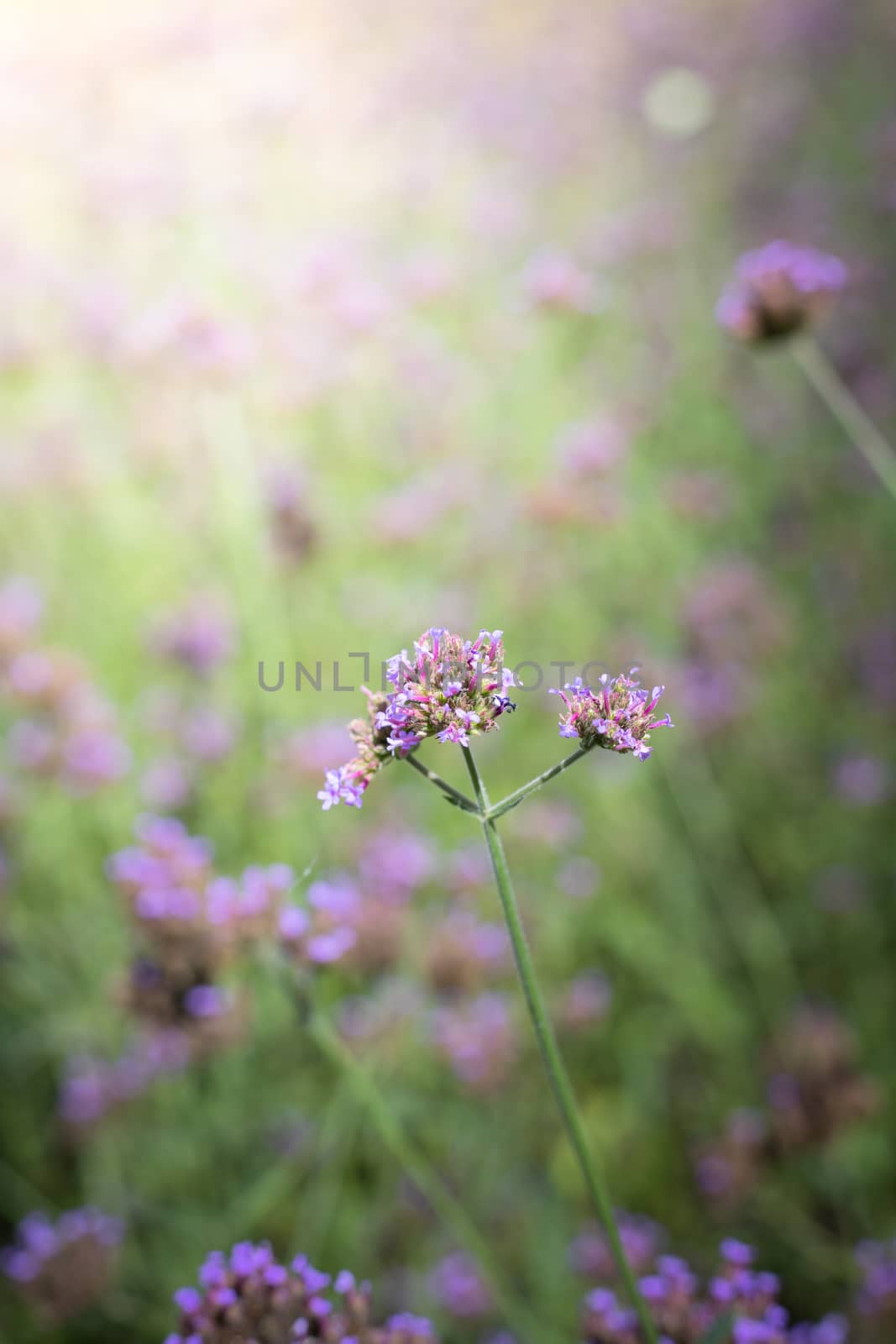 The background image of the colorful flowers, background nature