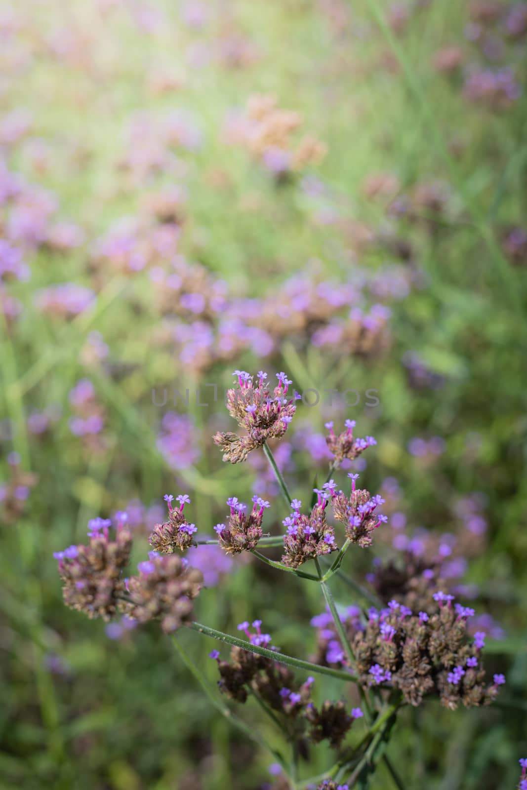 The background image of the colorful flowers, background nature