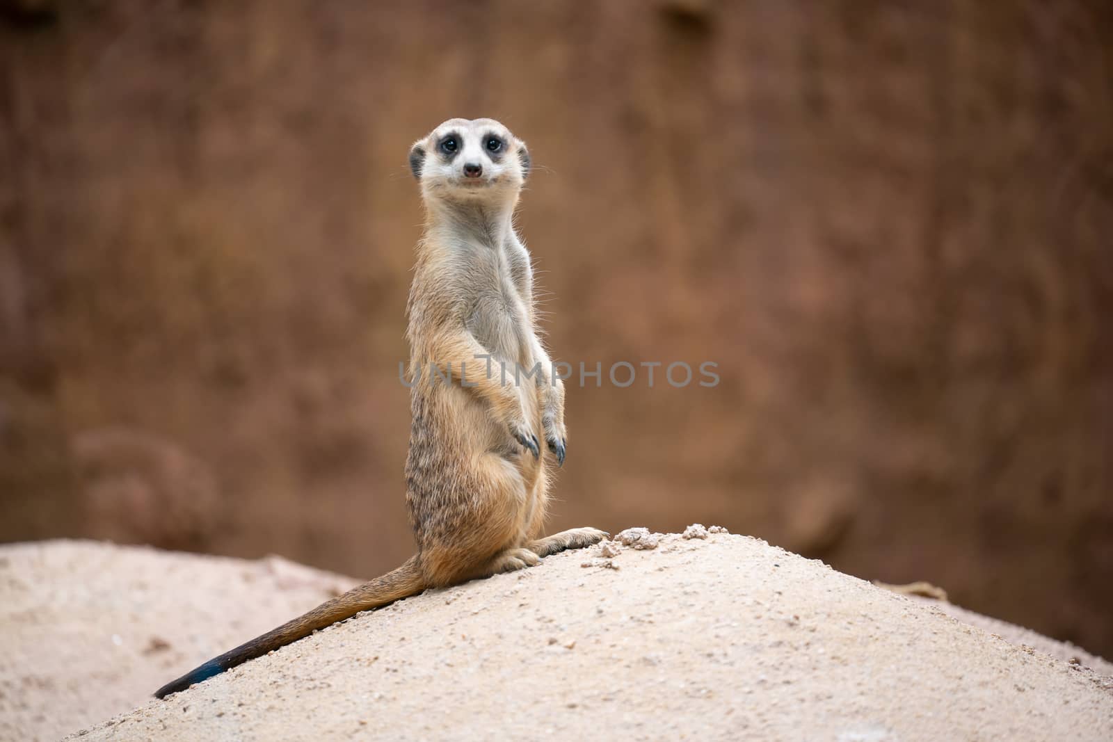 cute meerkat ( Suricata suricatta ) by anankkml