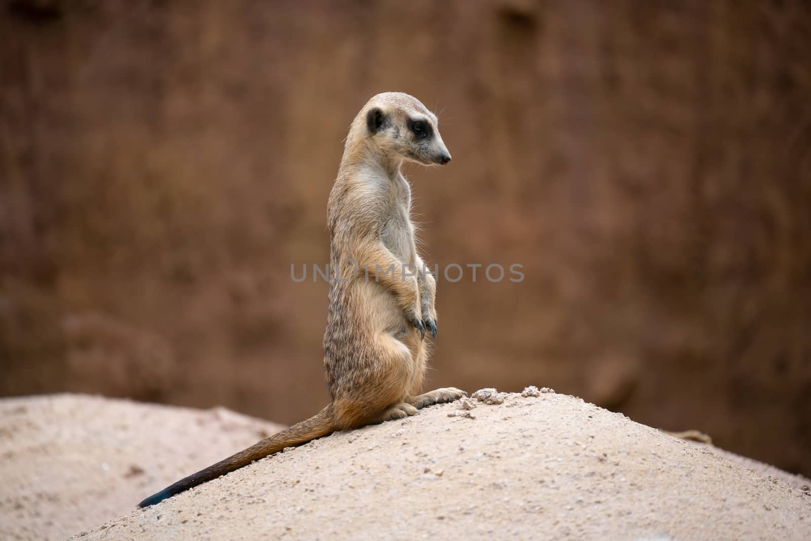 cute meerkat ( Suricata suricatta ) standing on the rock  