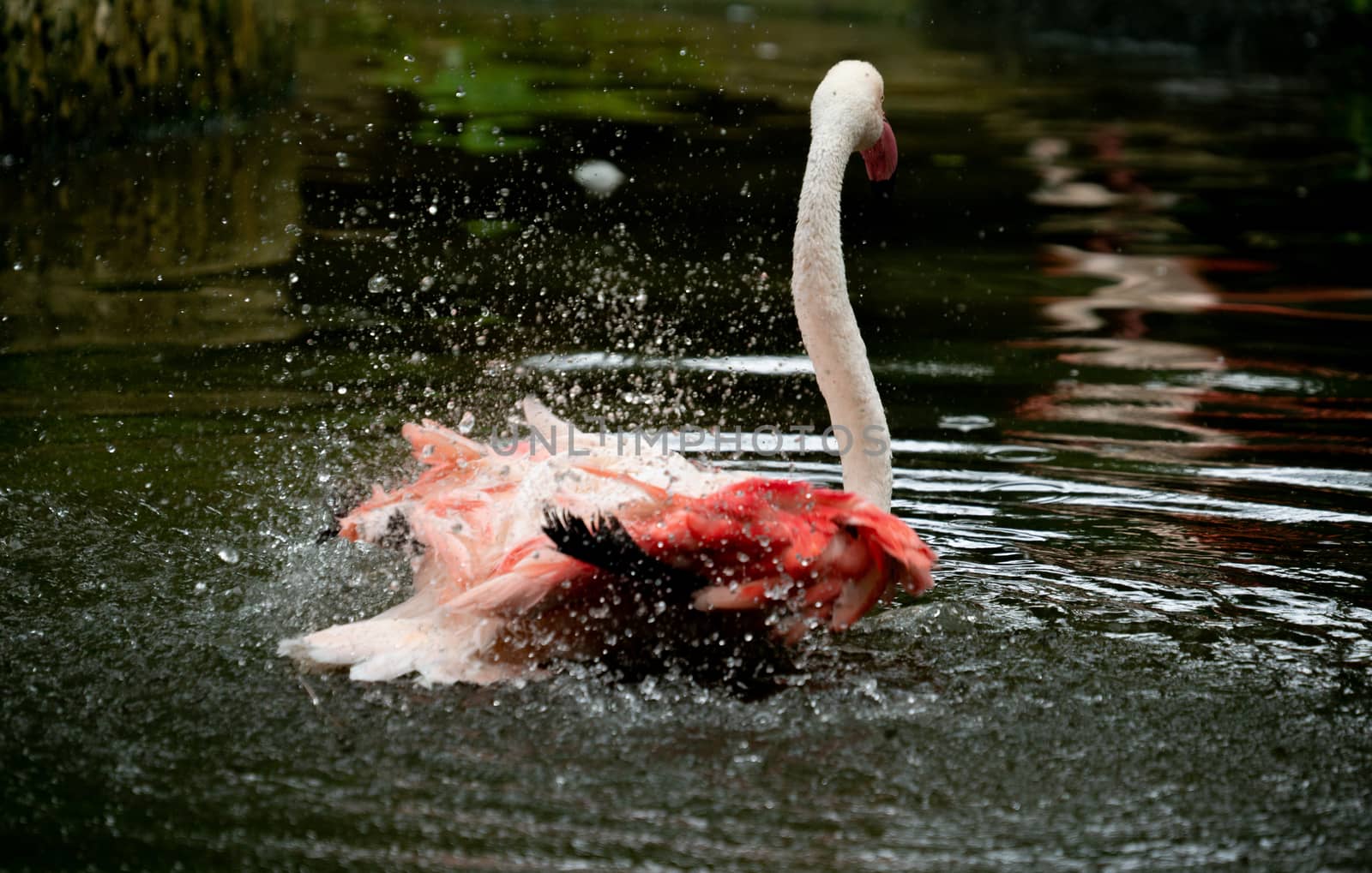 greater flamingo (Phoenicopterus roseus) in the river by anankkml