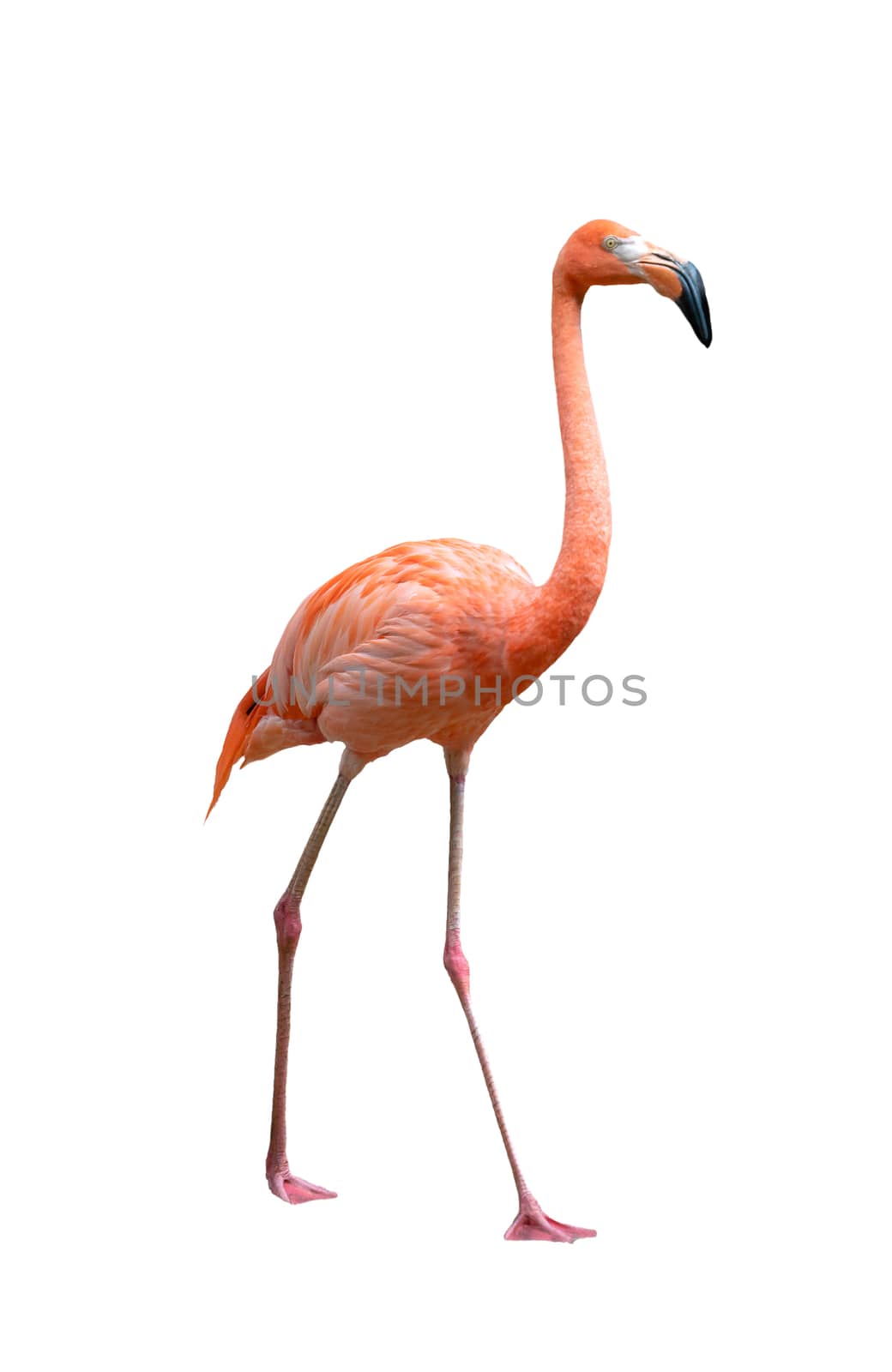 american flamingo bird (Phoenicopterus ruber) isolated on white background