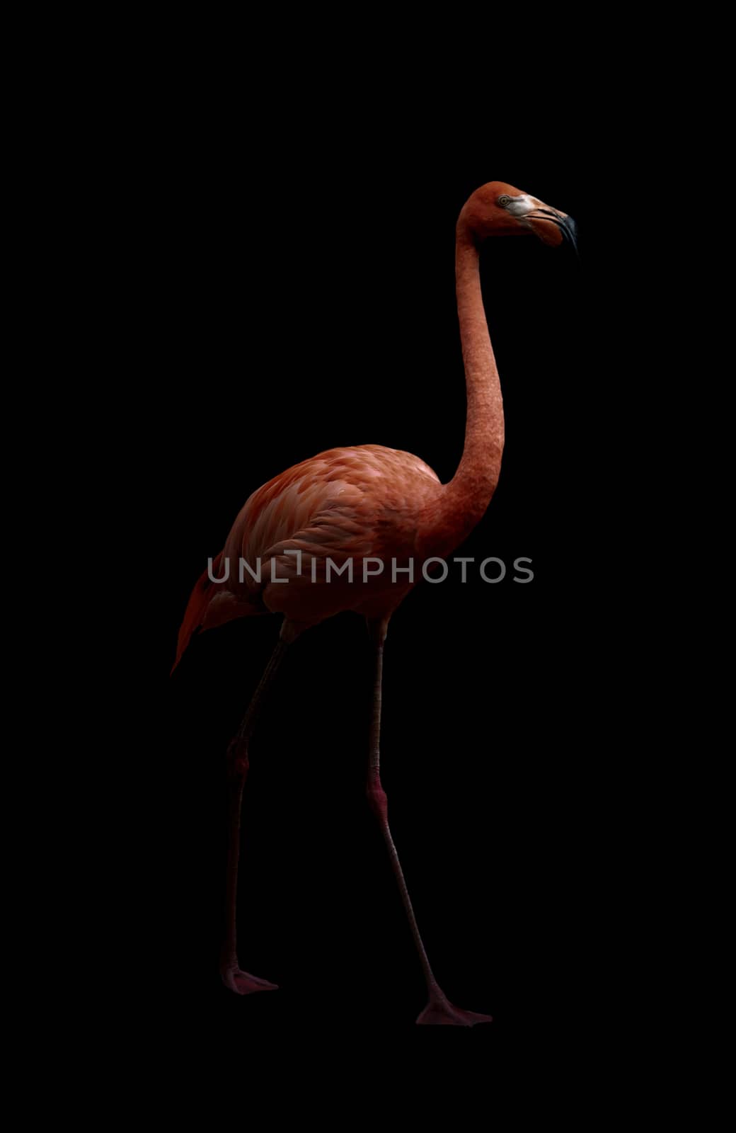 american flamingo bird (Phoenicopterus ruber) in dark background