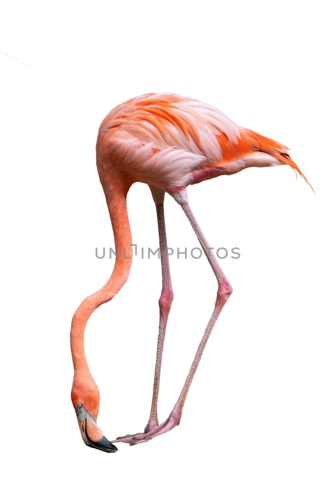 american flamingo bird (Phoenicopterus ruber) isolated on white background
