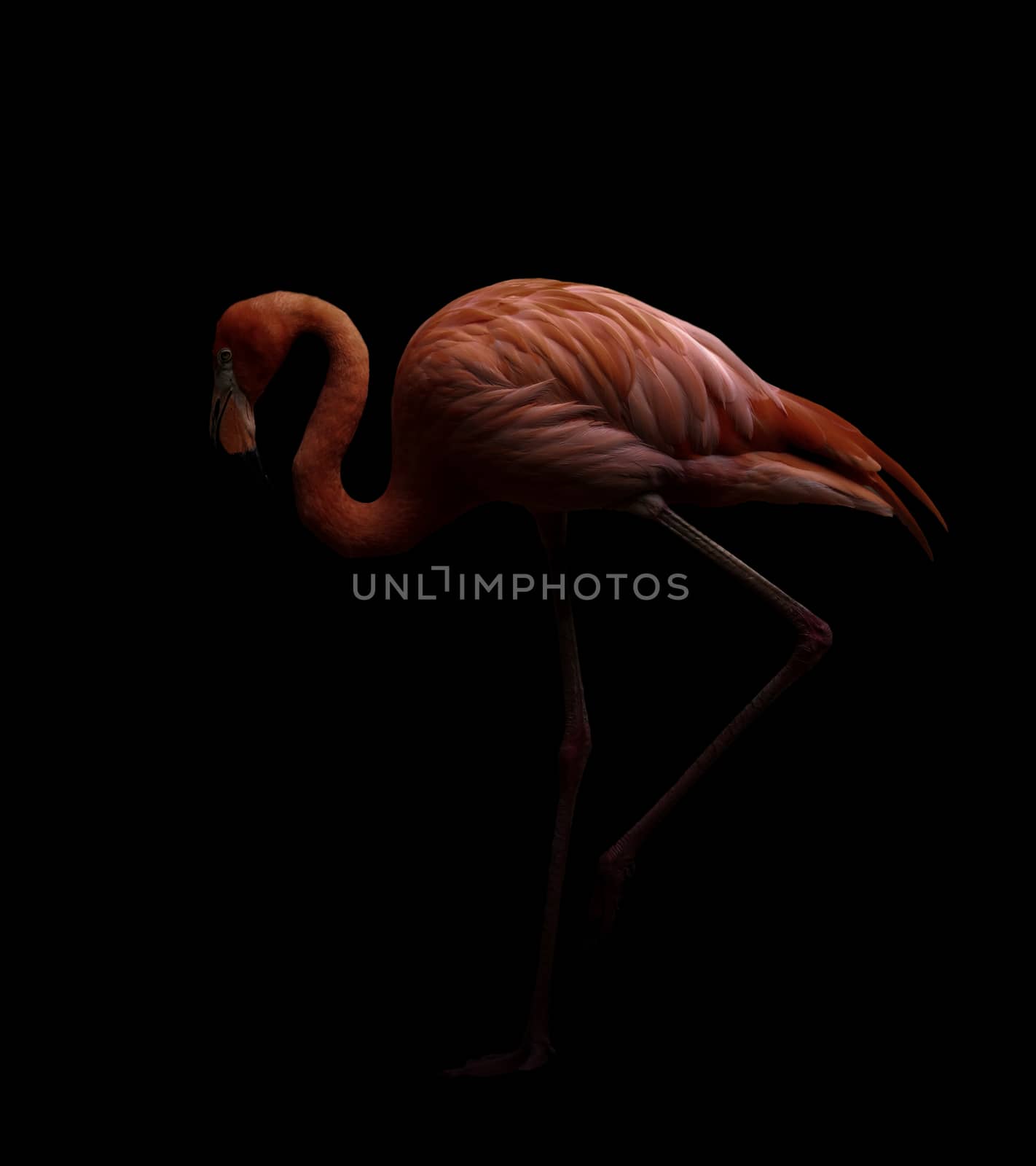 american flamingo bird (Phoenicopterus ruber) in dark background