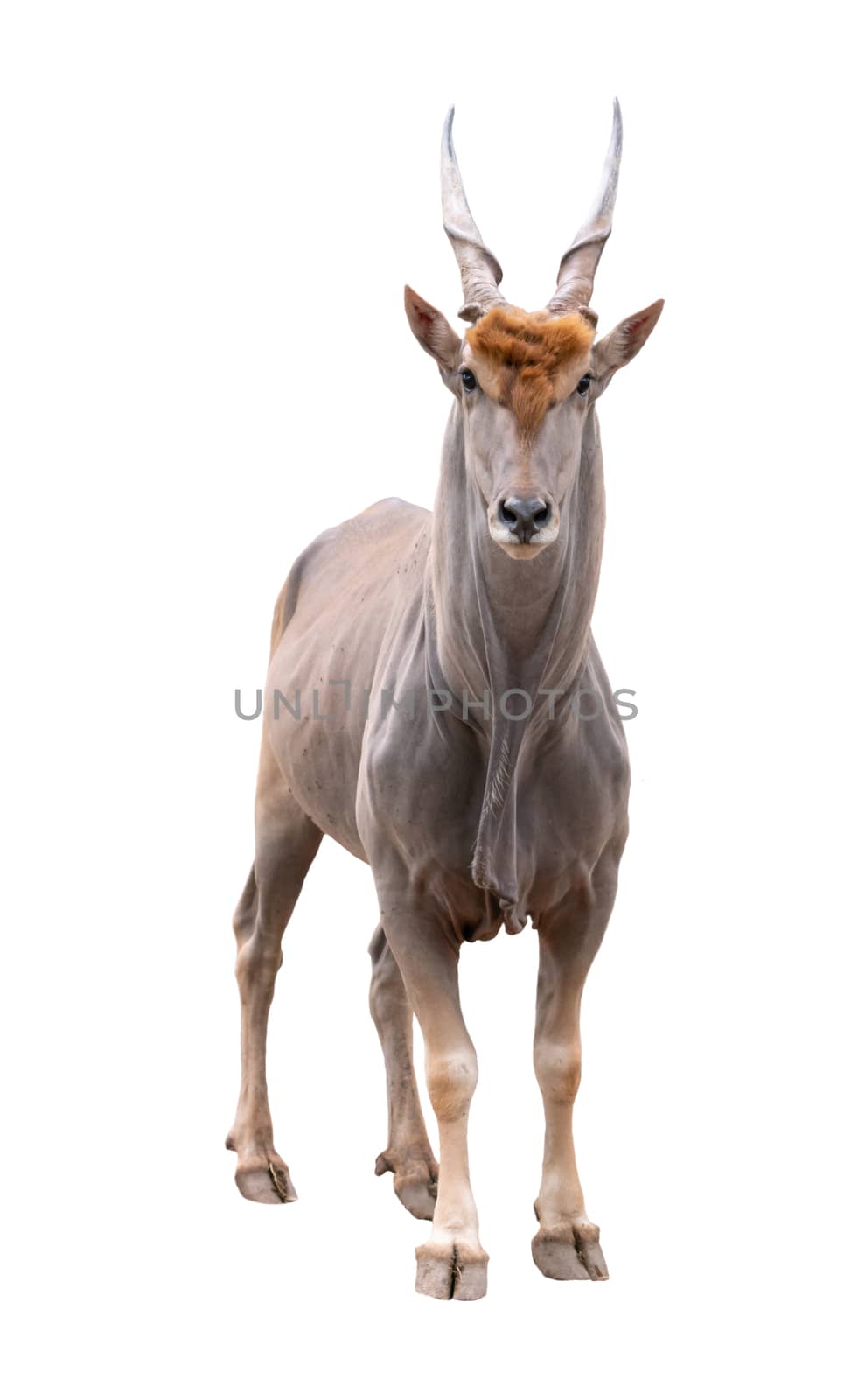 common eland (Taurotragus oryx) isolated by anankkml