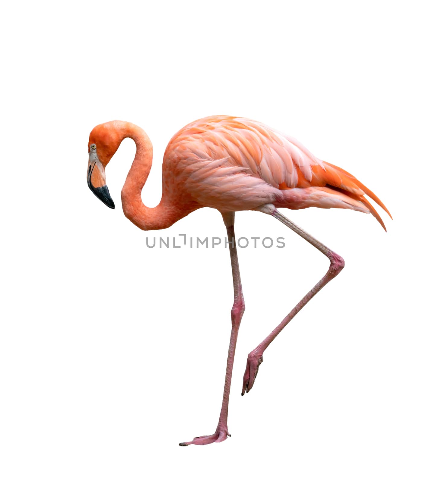 american flamingo bird (Phoenicopterus ruber) isolated on white background