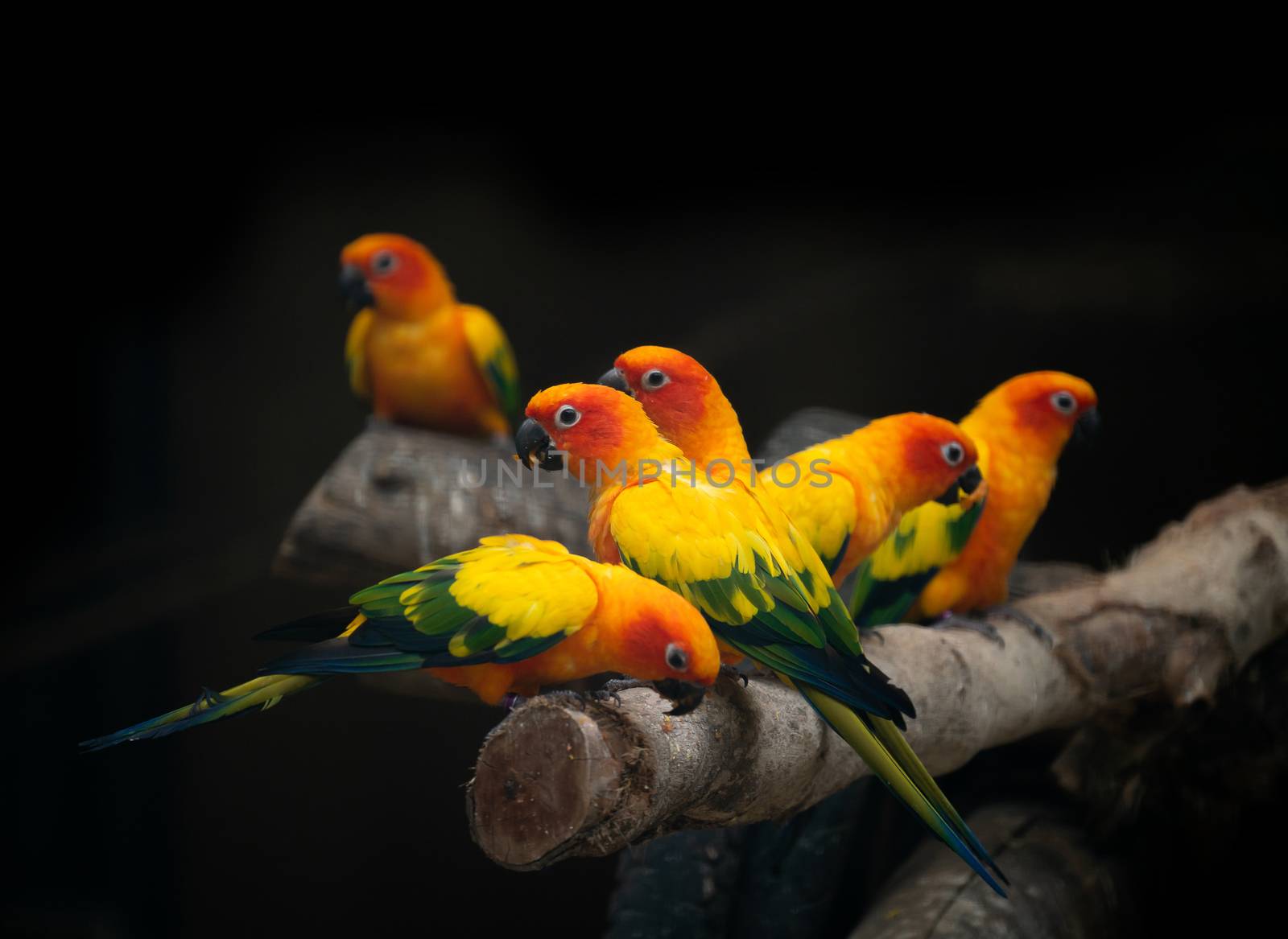 group of sunconure parrot bird on the perch in dark background