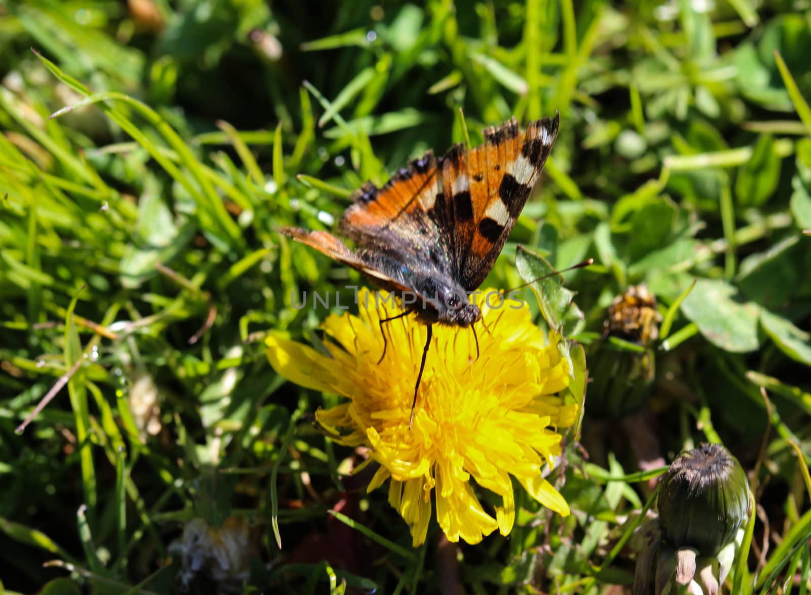 close up of European peacock butterfly (aglais io) on dandelion flower