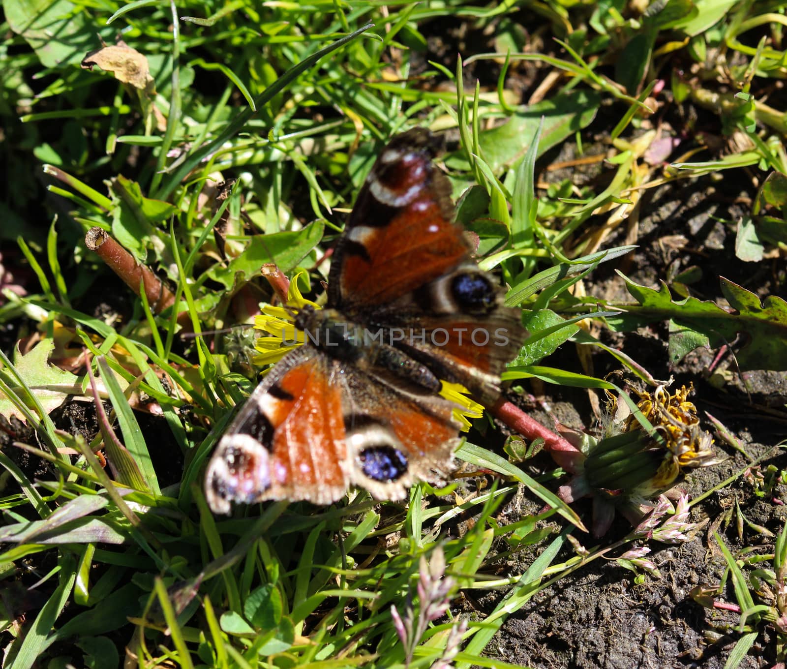 close up of European peacock butterfly (aglais io) on dandelion flower