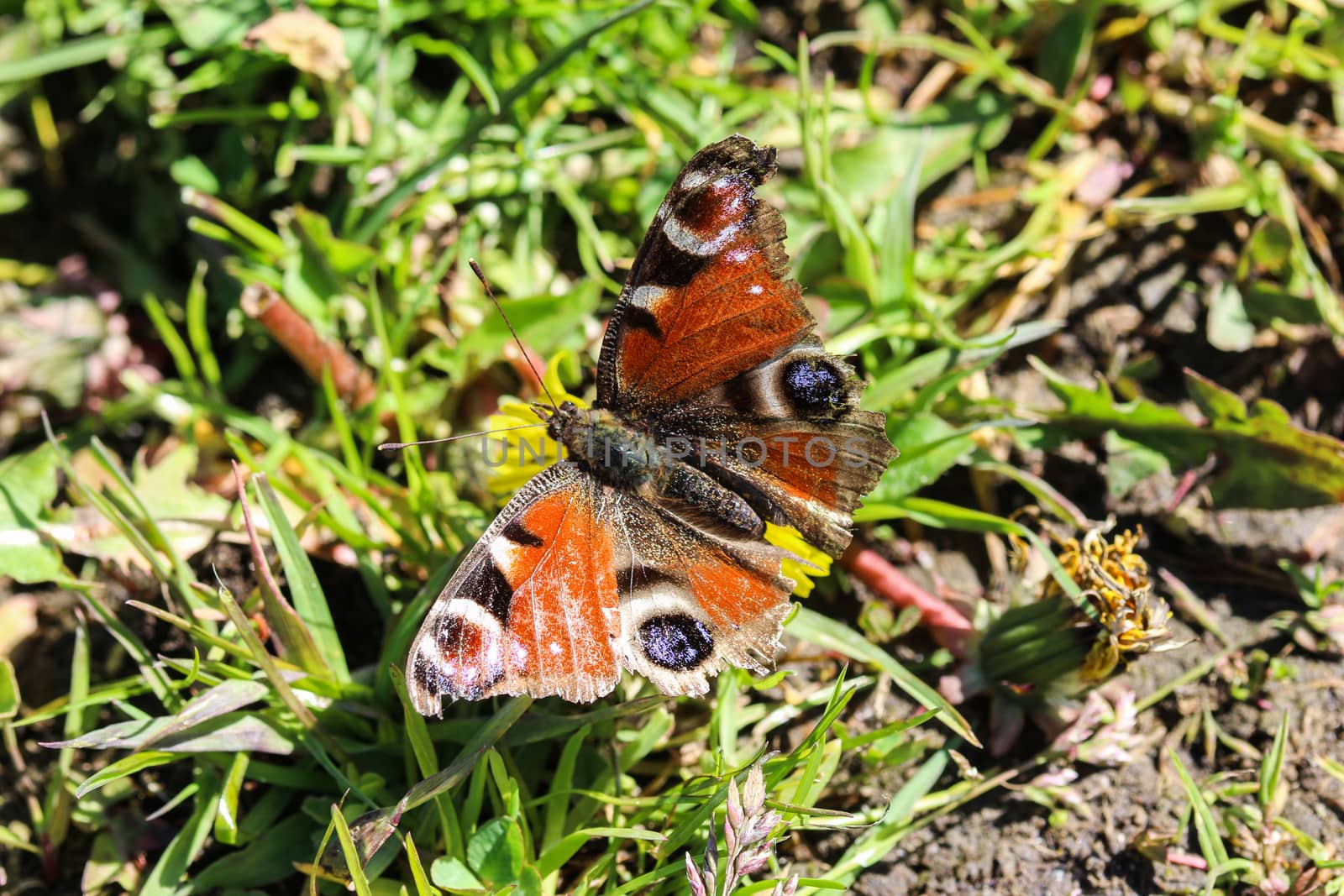 close up of European peacock butterfly (aglais io) on dandelion flower