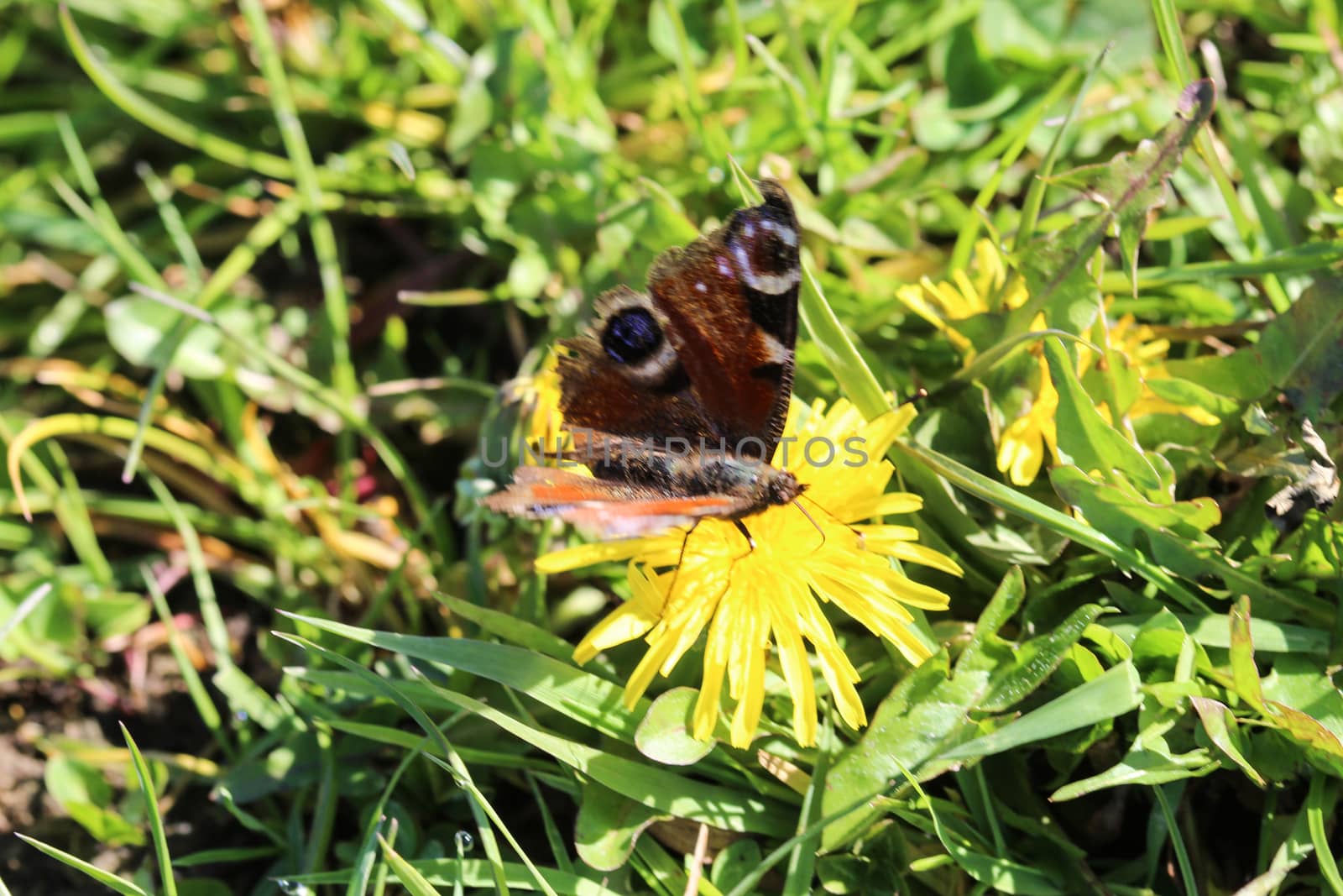 close up of European peacock butterfly (aglais io) on dandelion flower