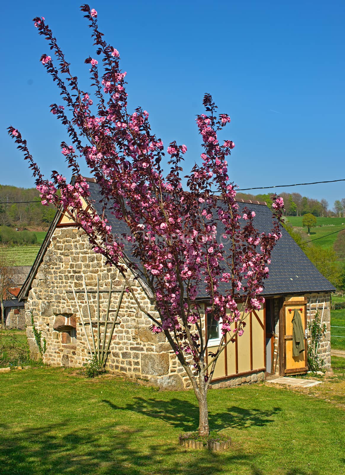 Tree blooming with pink flowers in front of small stone house by sheriffkule