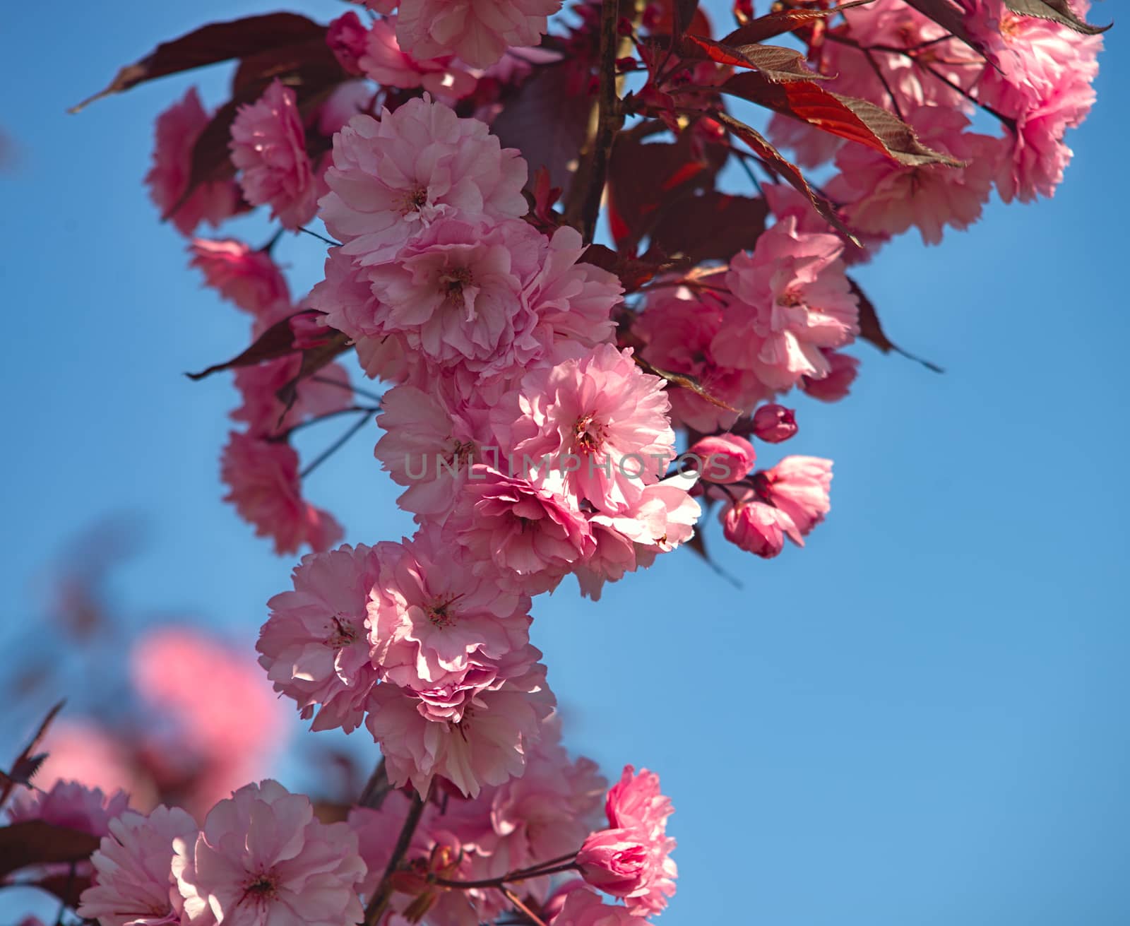 Tree branch full with blooming violet flowers