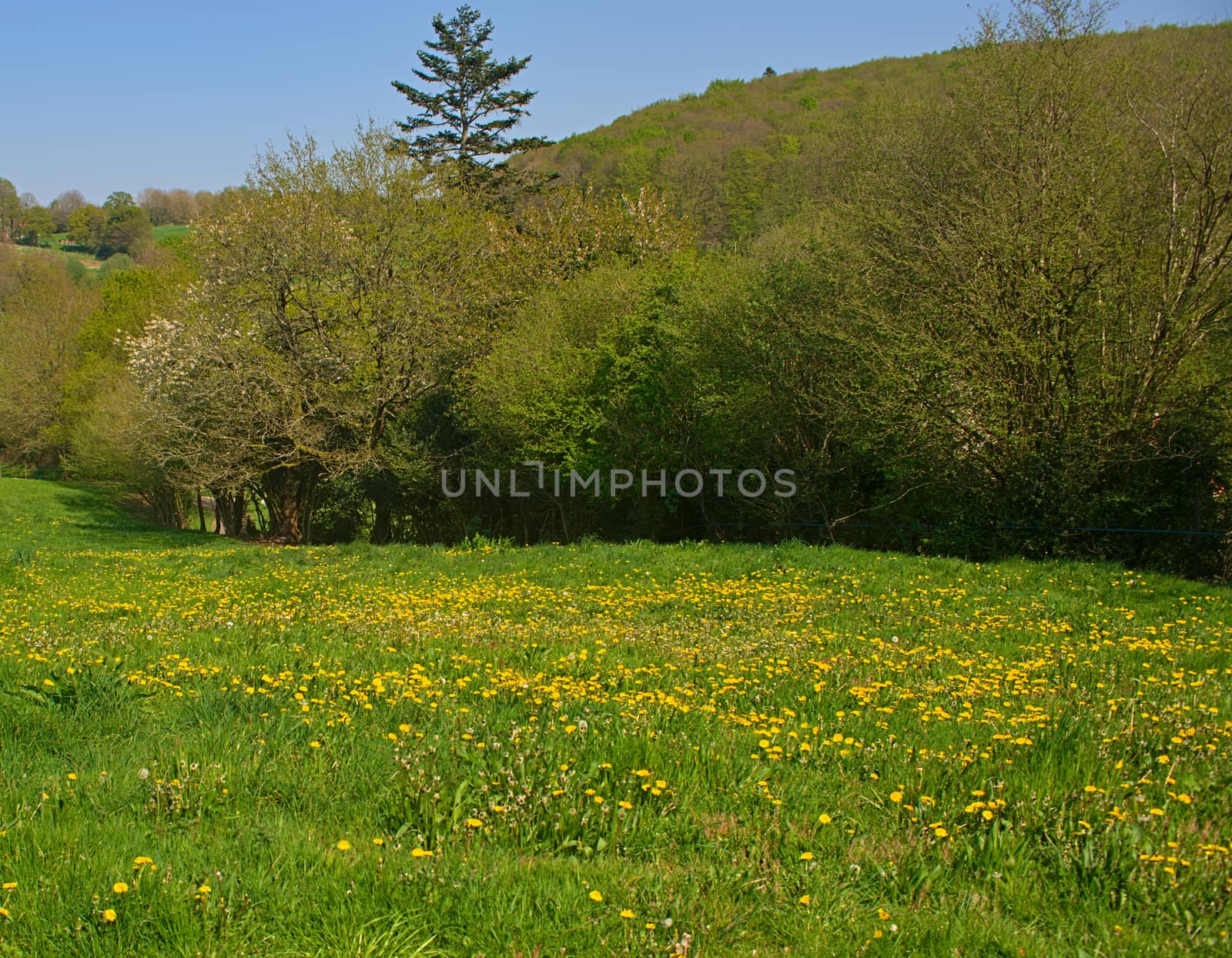 Empty field with blooming dandelions and trees around by sheriffkule