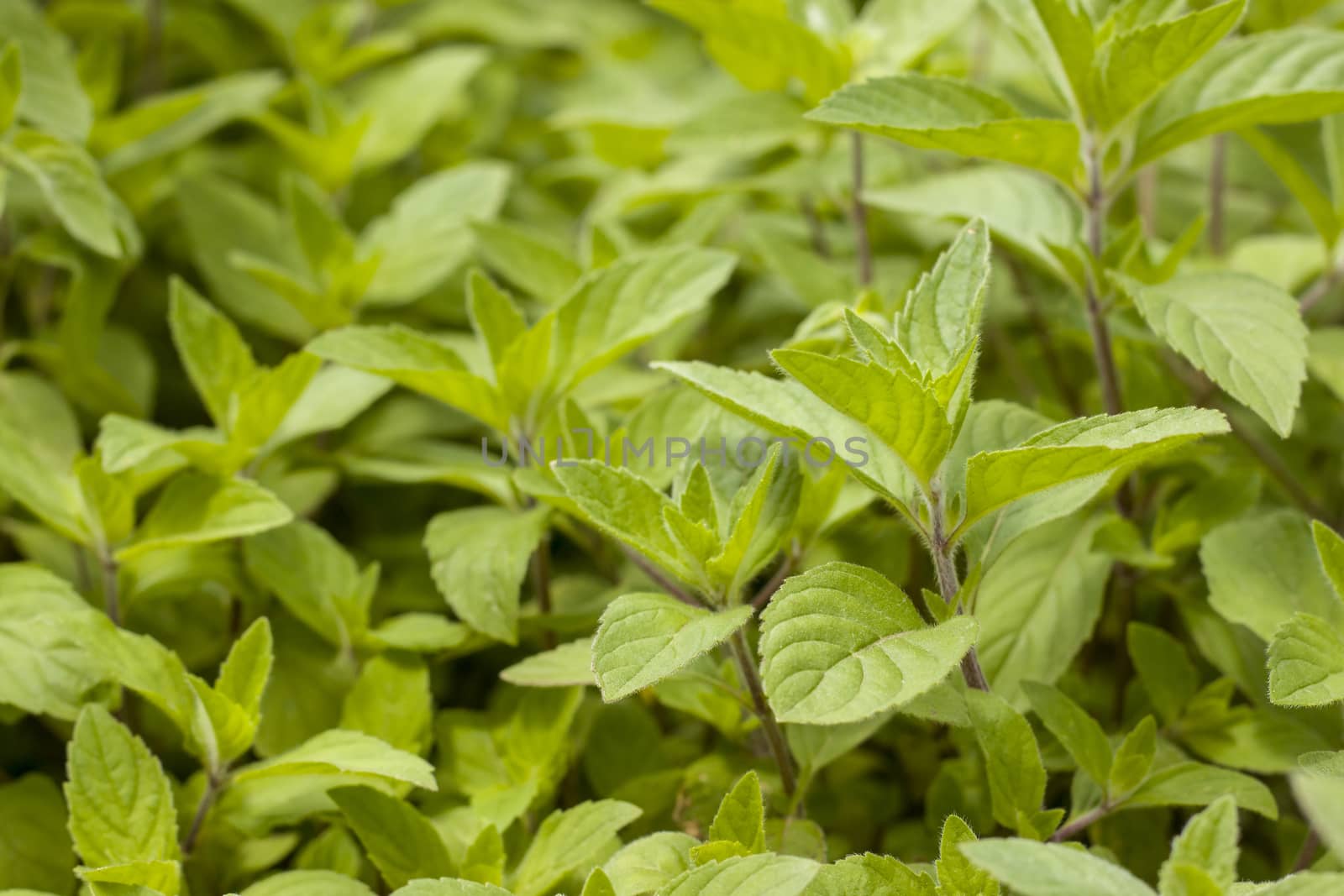 Many mint grows in nature. Spearmint herb leaves. Summer season peppermint plant background
