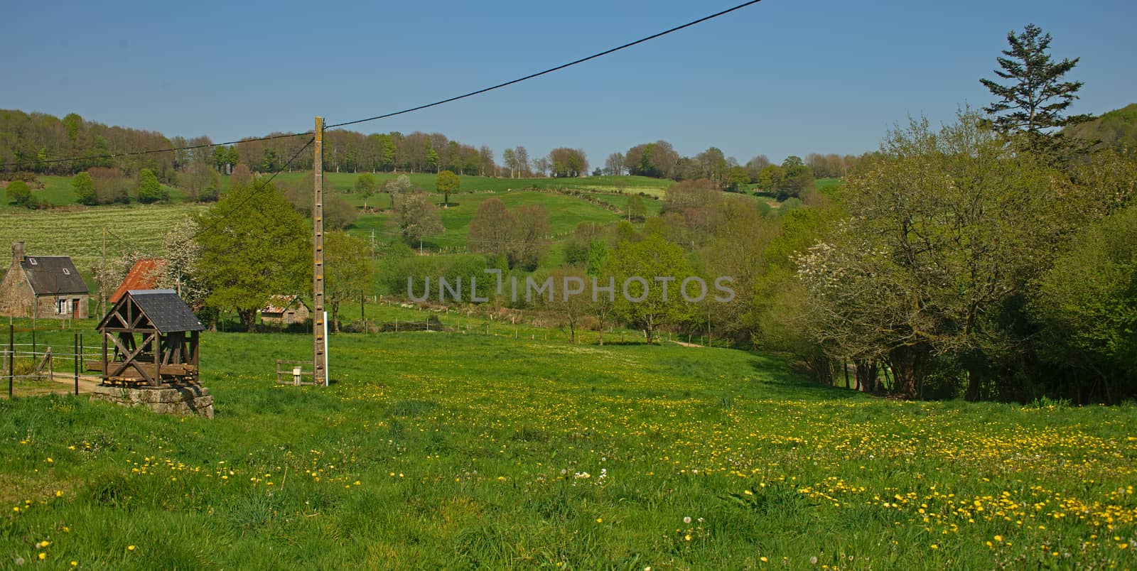 Empty field with blooming dandelions and trees around