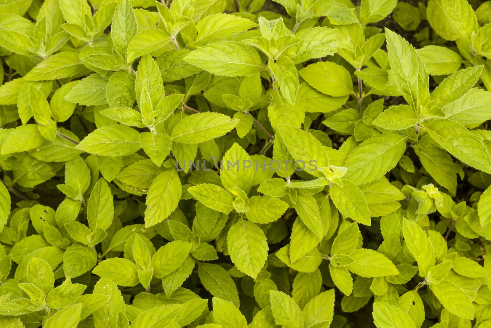 Mint grows background. Spearmint herb leaves. Summer season peppermint plant