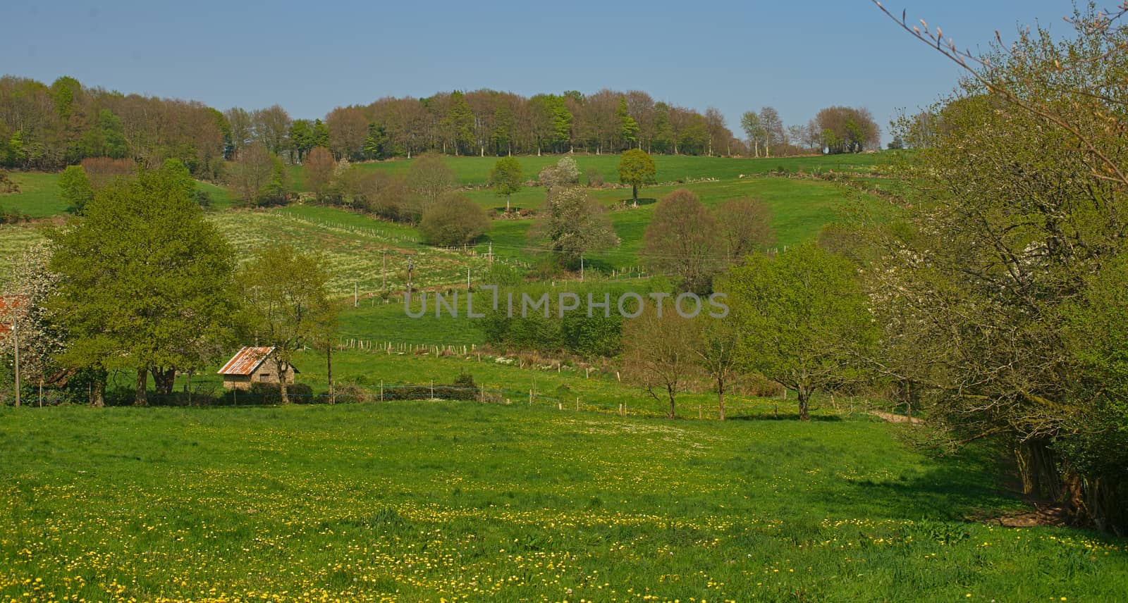 Empty field with blooming dandelions and trees around