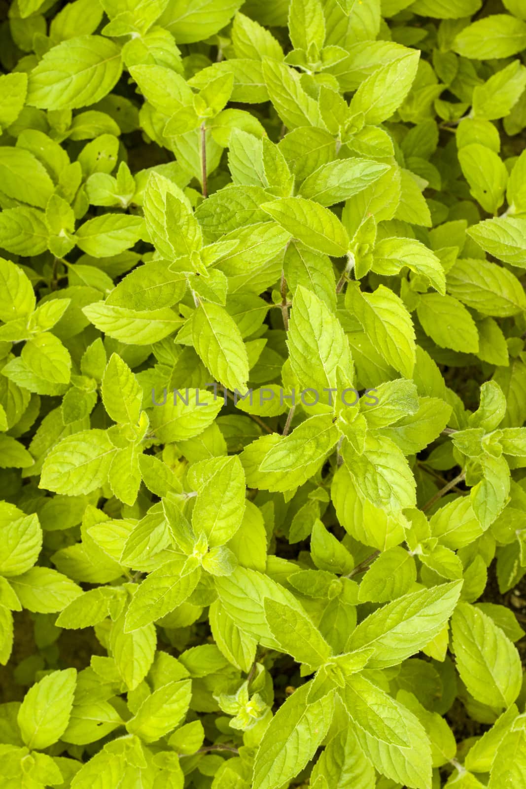 Mint grows vertical background. Spearmint herb leaves. Summer season peppermint plant