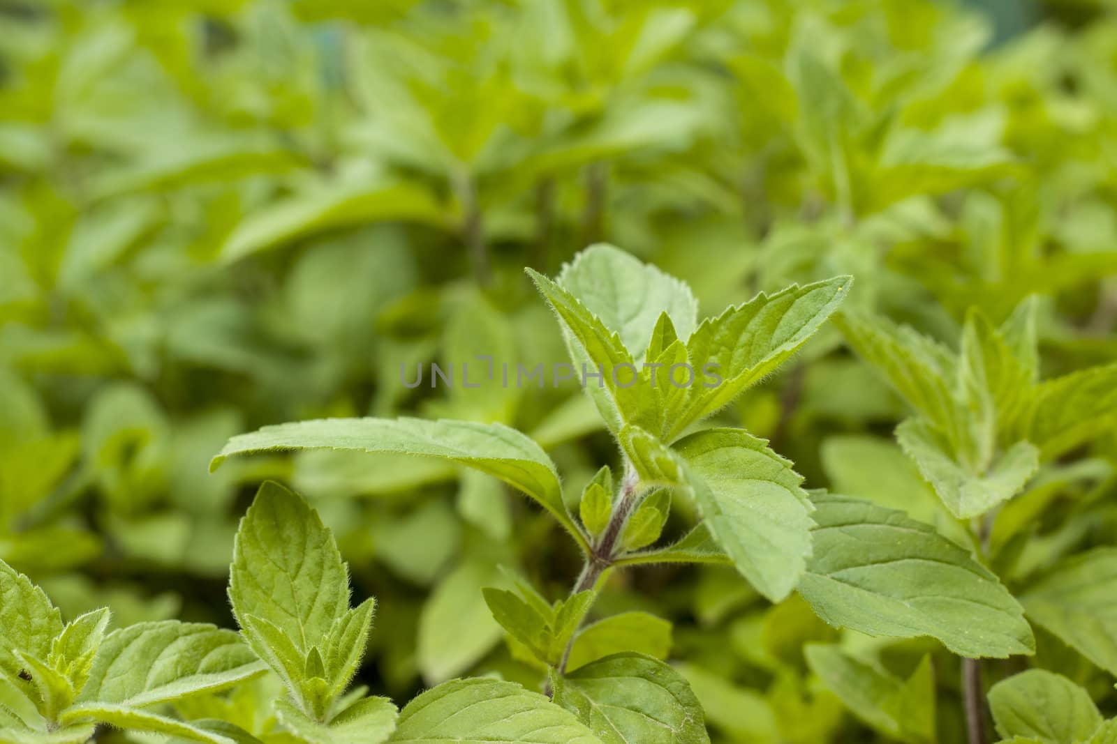 Mint in nature on blurred background. Spearmint herb leaves. Summer season peppermint plant background