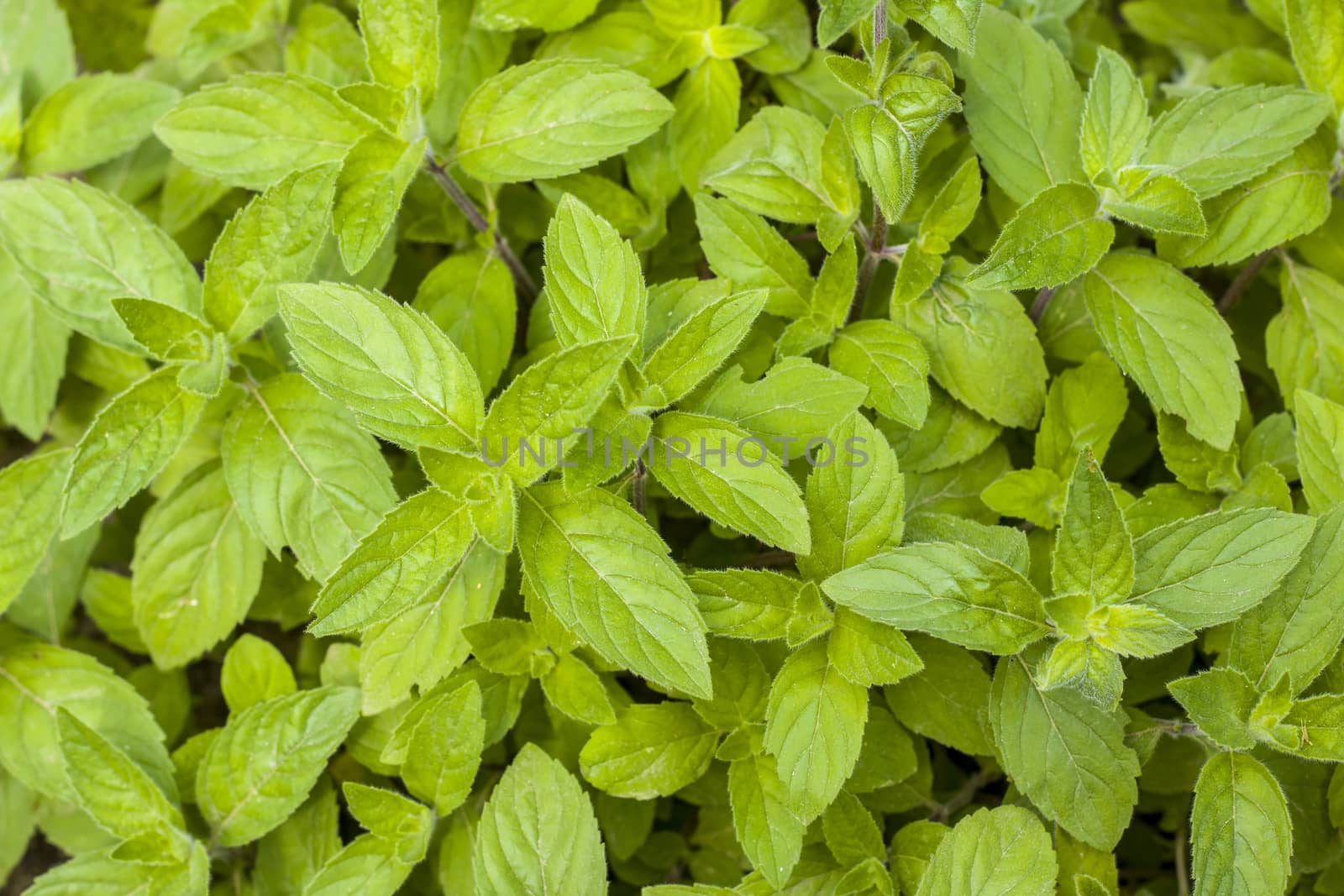 Mint leaves natural background. Spearmint herb. Summer season peppermint plant