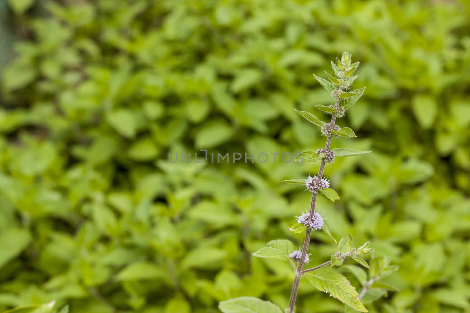 Mint plant with seeds. Spearmint herb leaves. Summer season peppermint plant background