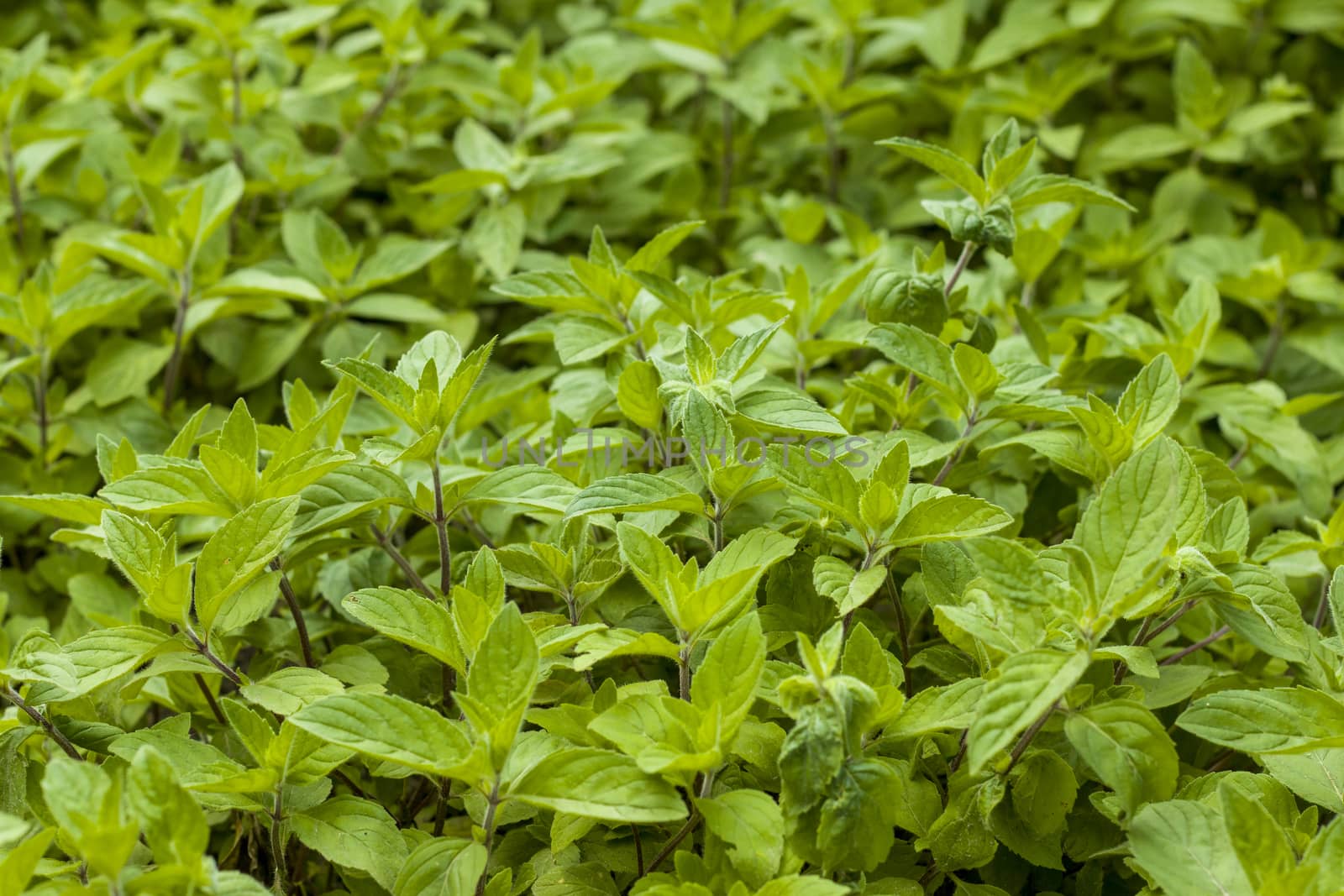 Mint plantation natural background. Spearmint herb leaves. Summer season peppermint plant background